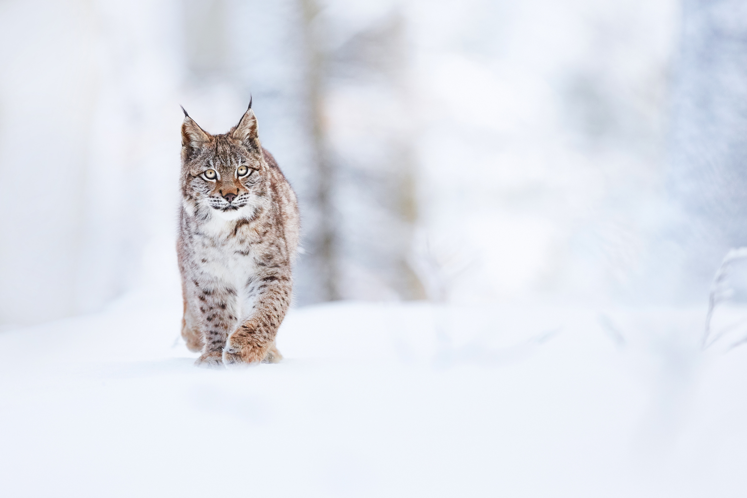 Kansas Linemen Rescue Frozen Bobcat and Kitten from Power Pole During Winter Storm