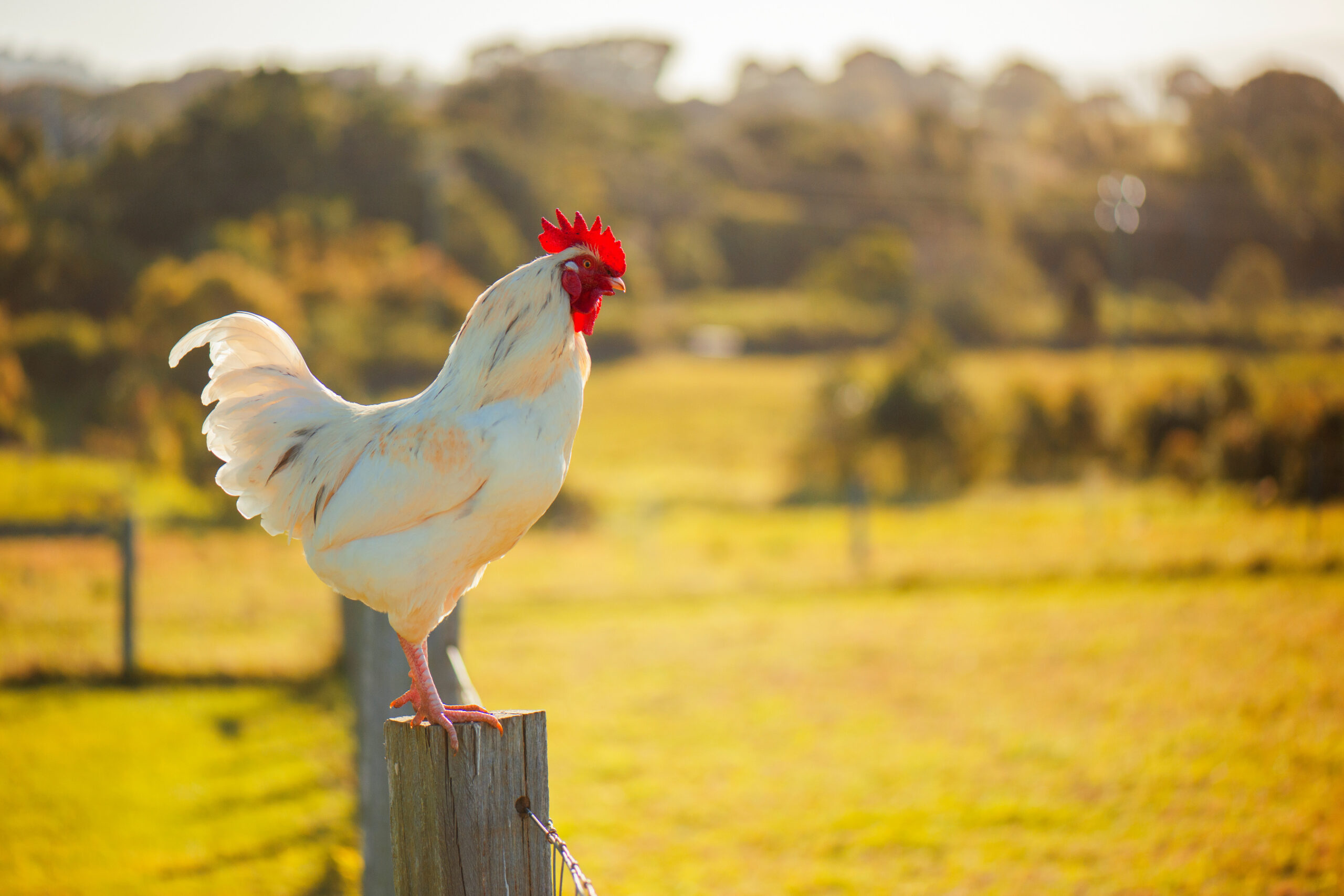 OPINION: He Stole a Chicken—But This Ain’t Your Average Barnyard Drama. Bless Your Headlines, America. Image