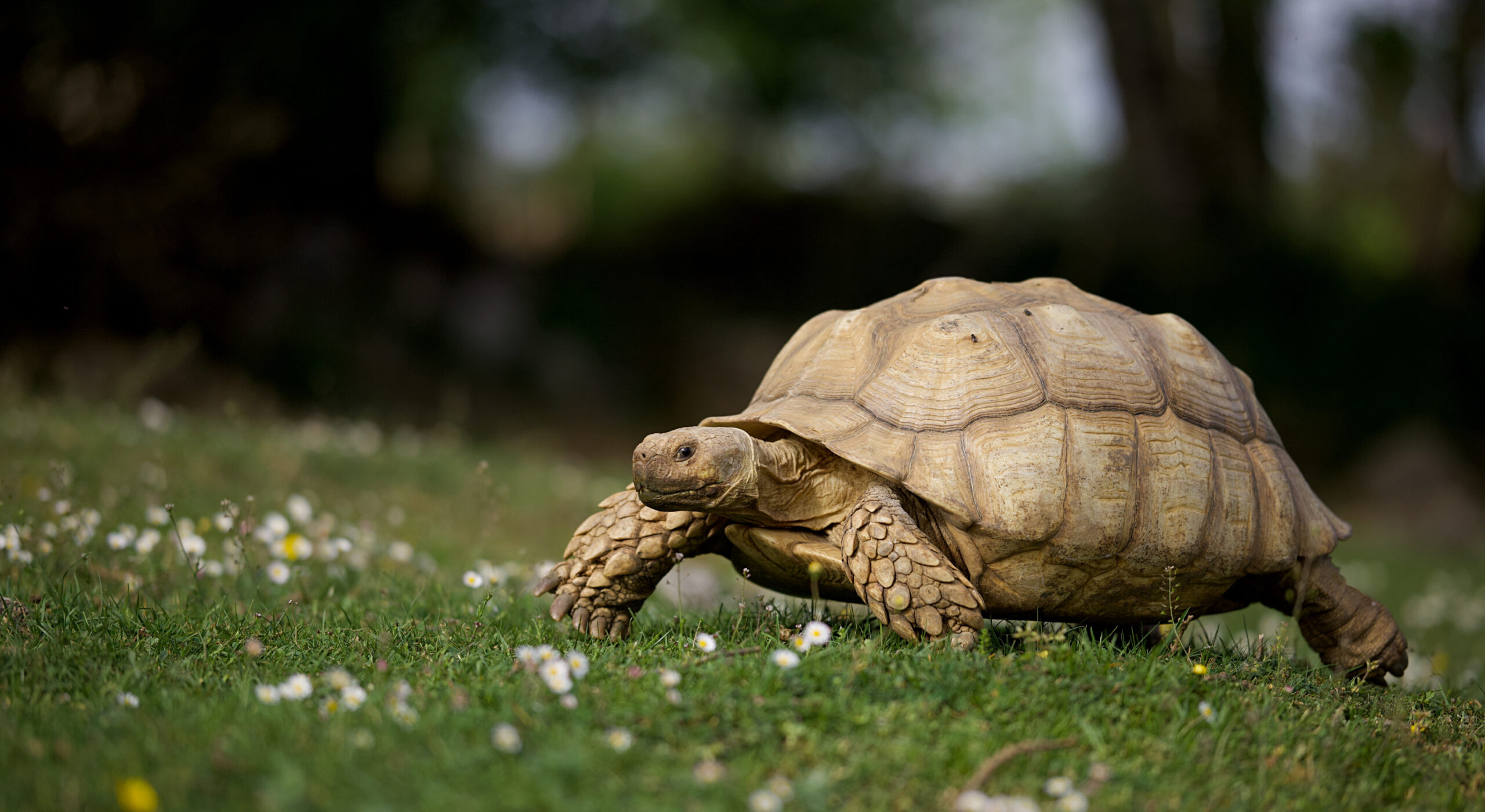 Tornado Tosses Tortoise—You Won’t Believe Where Myrtle Turned Up Weeks Later! Bless Your Headlines, America.