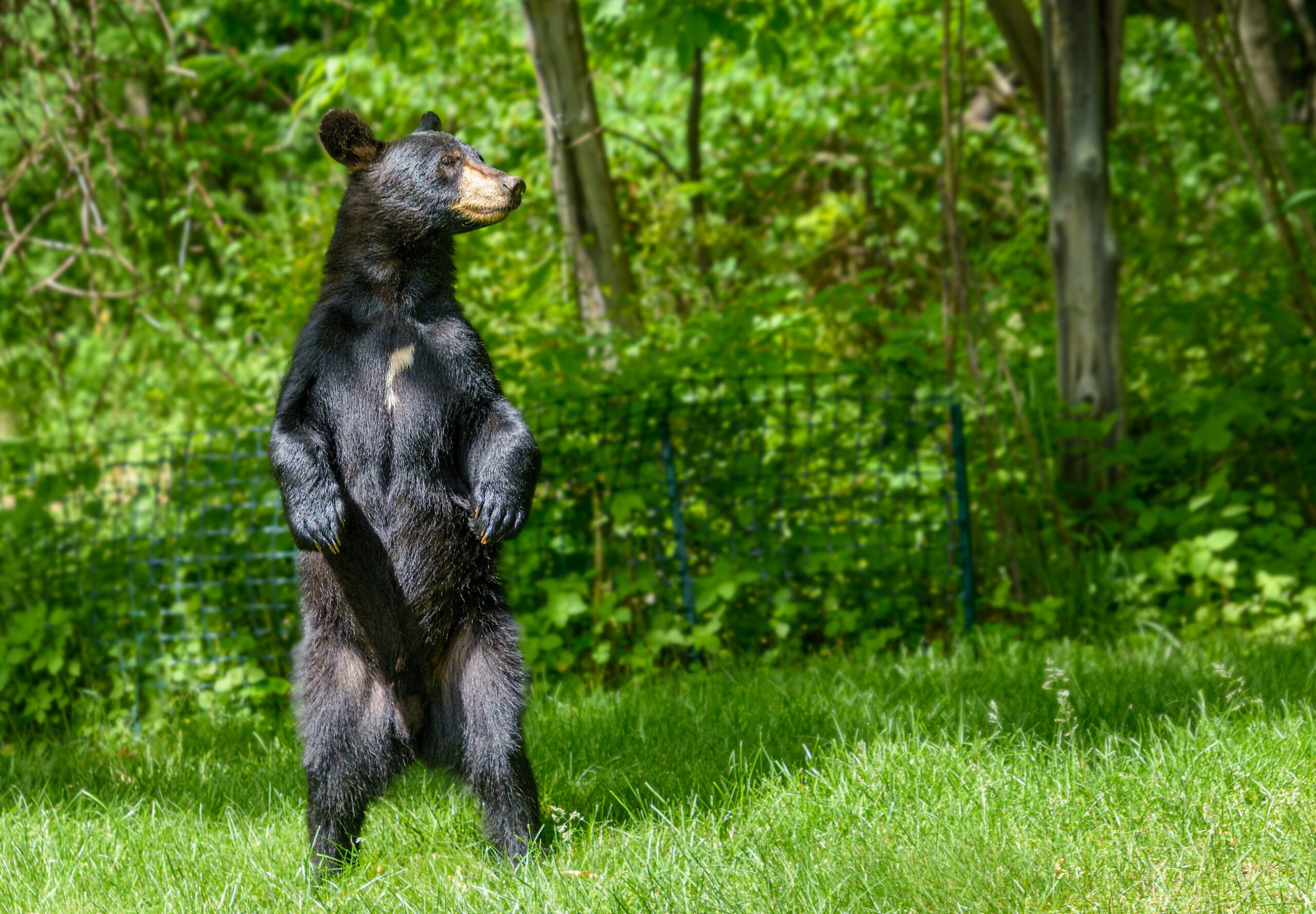 Bless Your Headlines: Bear Slide, Bear-y Funny Image