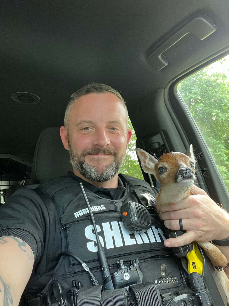 Hero Deputy Rescues Baby Deer in Virginia, Reunites It with Mother on Busy Road
