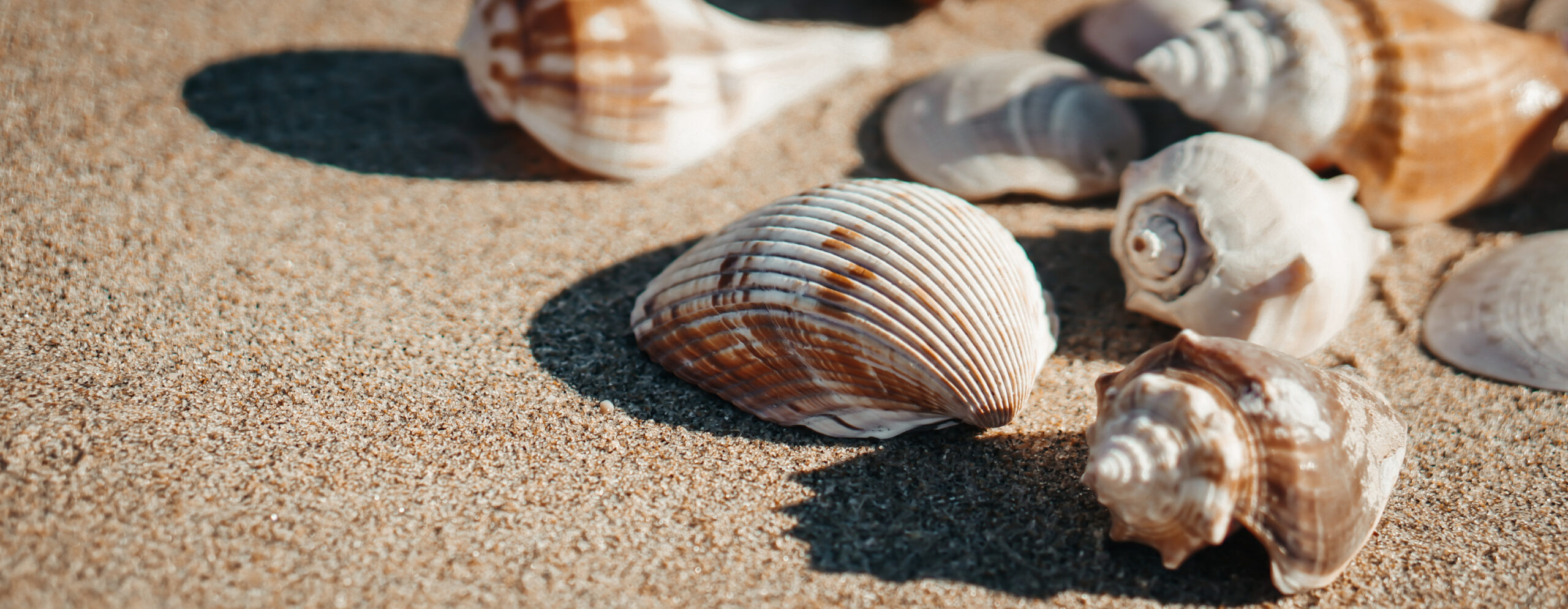 Shell Games and Shadow Justice: Why Elites Like Comey Never Pay the Price Image