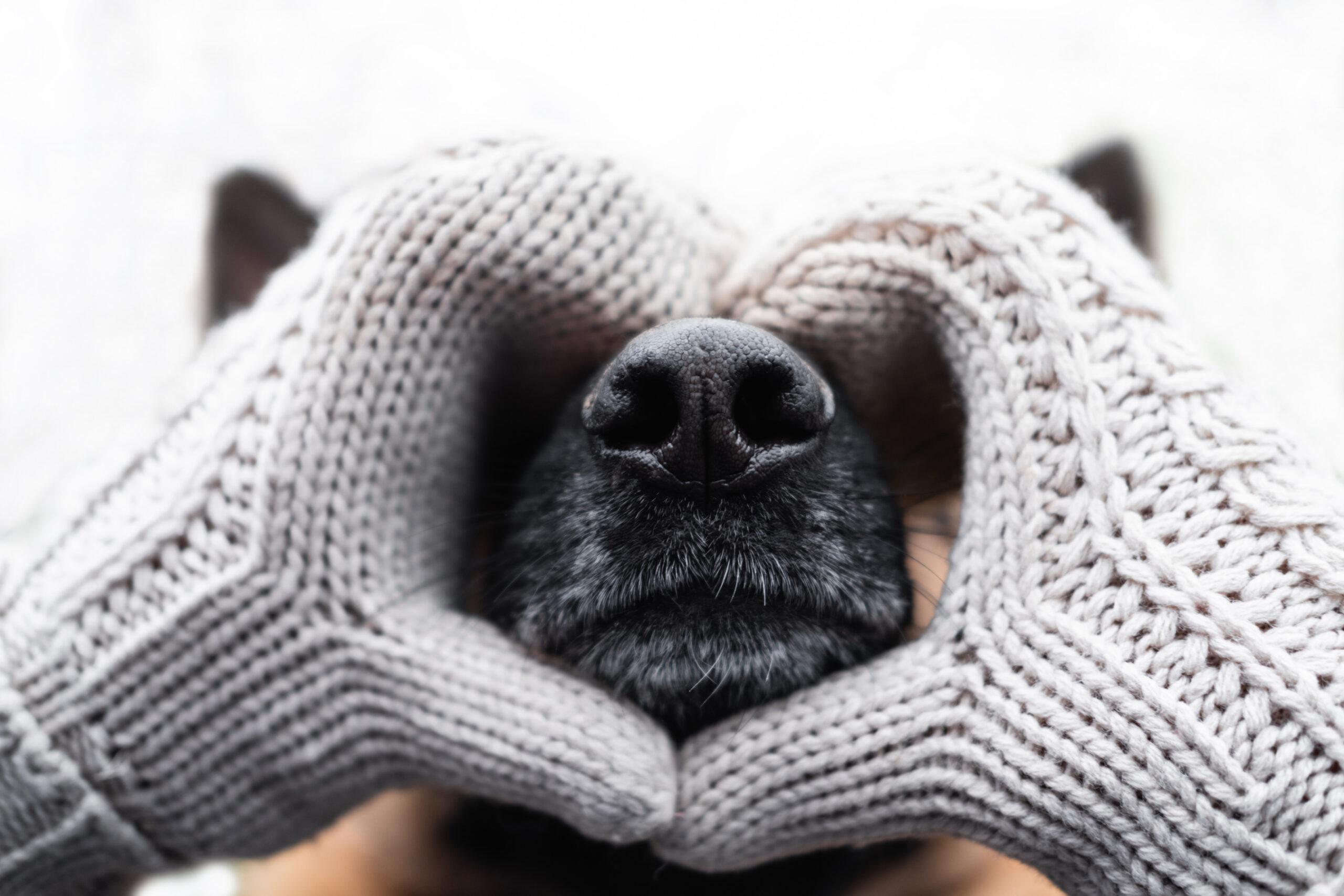Texas Roadhouse Honors Customer’s Final Request for His Dog’s Last Meal