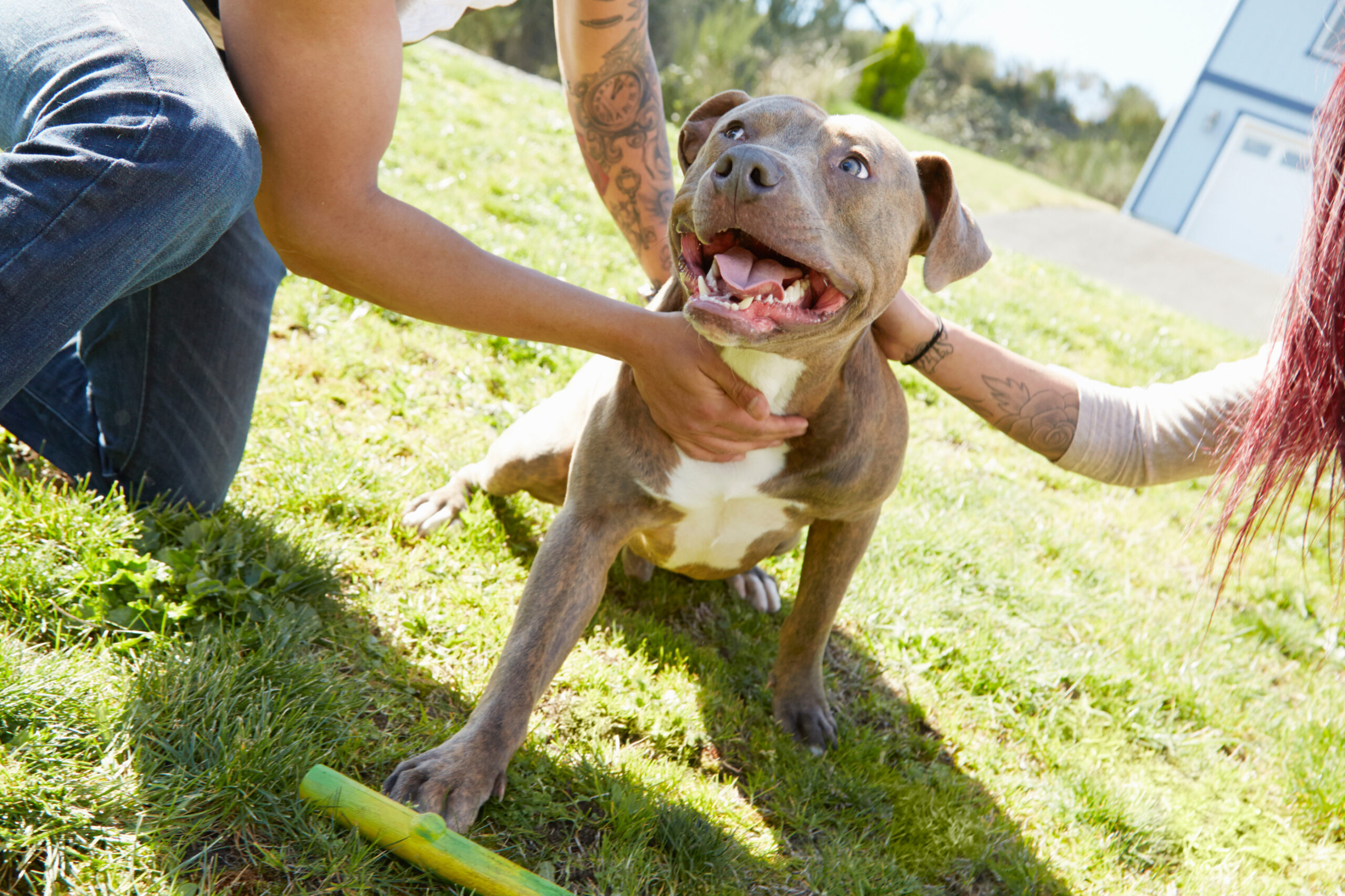 Dog Lovers Beware: Not Every Pup Wants Your Pets—Here’s How to Tell Image
