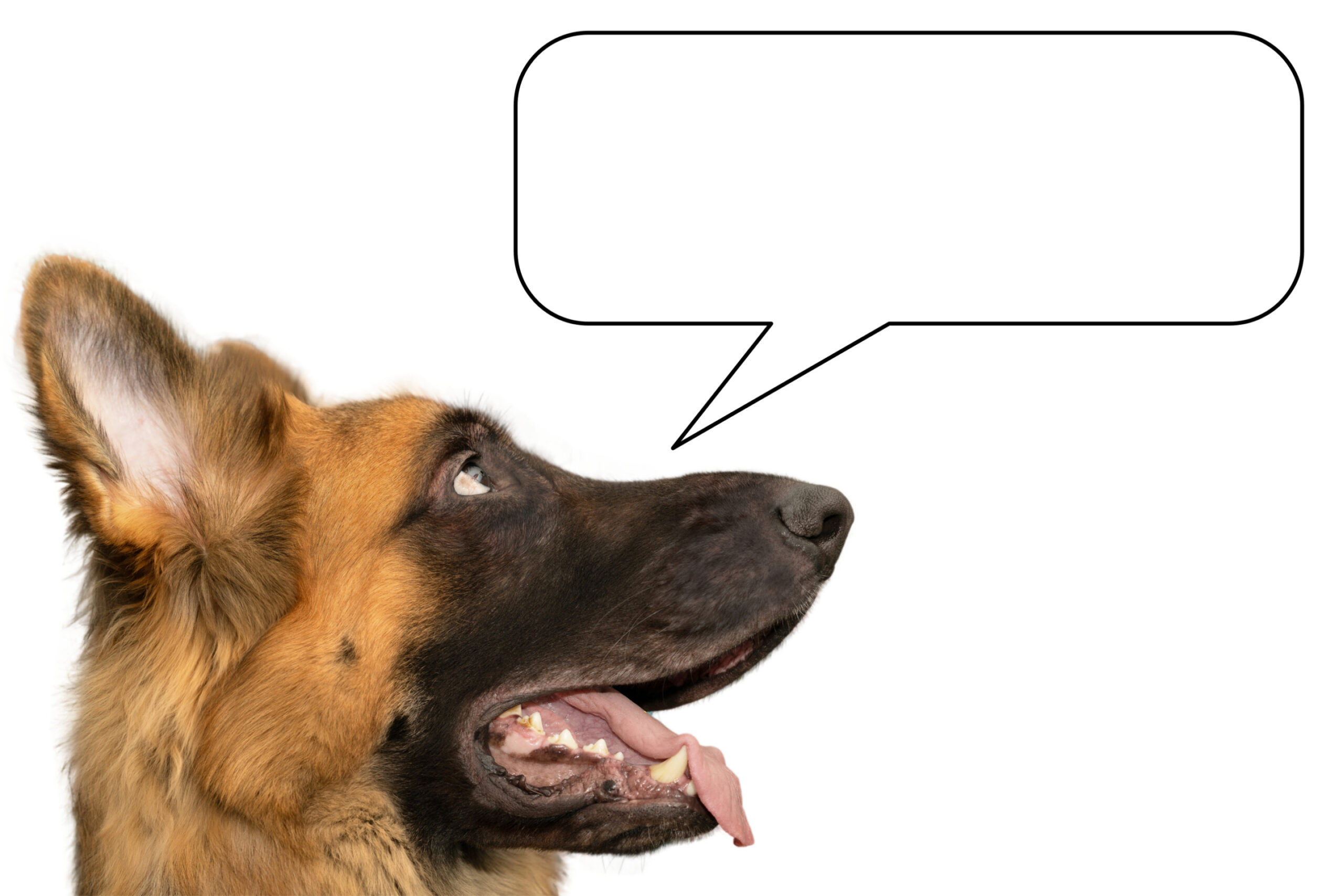 Is Your Dog Talking to You? 8 Hidden Signs You Might Be Misreading Their Body Language! Image
