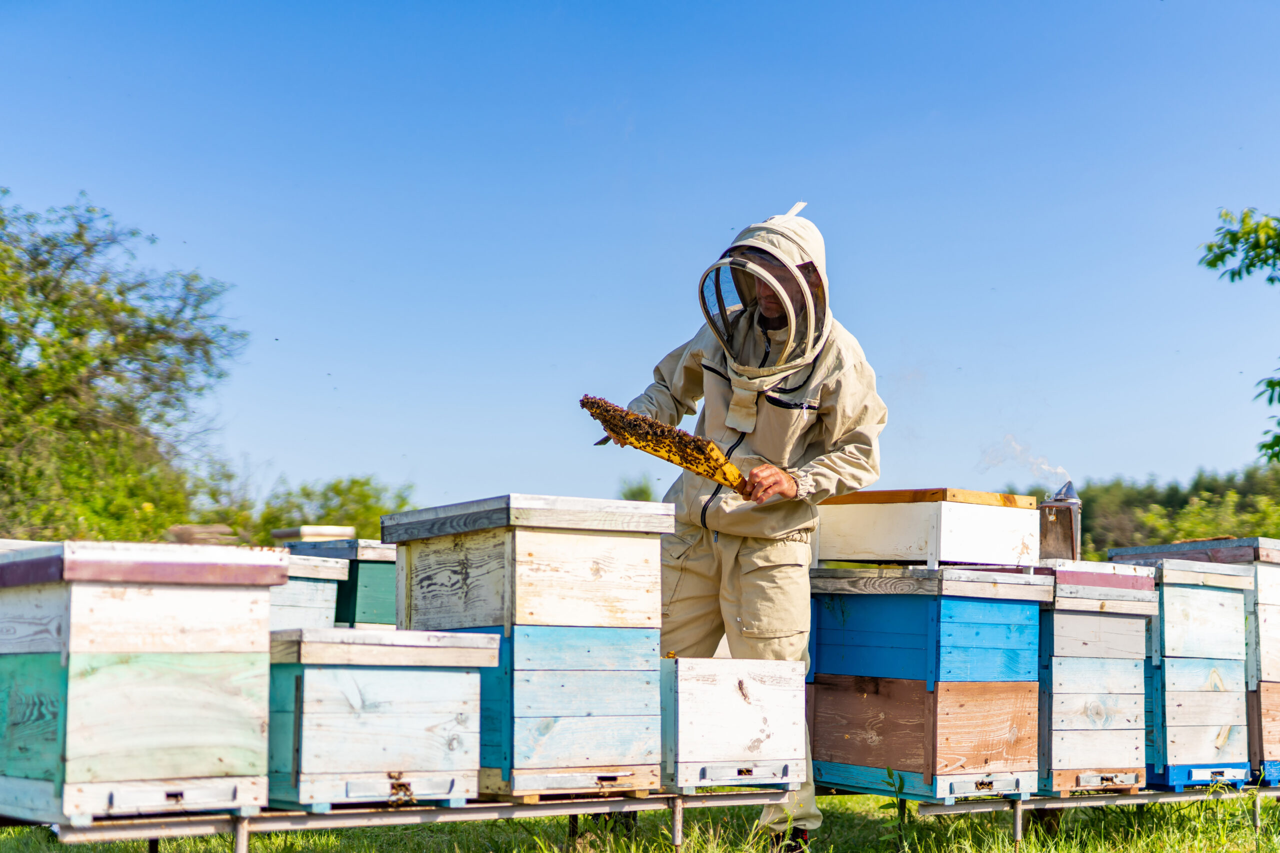 The Bee Keeper: How America’s Hive is Under Siege—And Who’s Stepping Up to Defend It