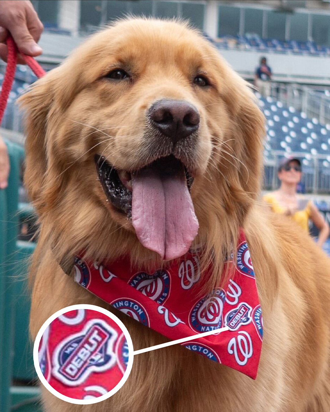 Bless Your Headlines, America: When Baseball Goes to the Dogs, and Thank Goodness It Did Image