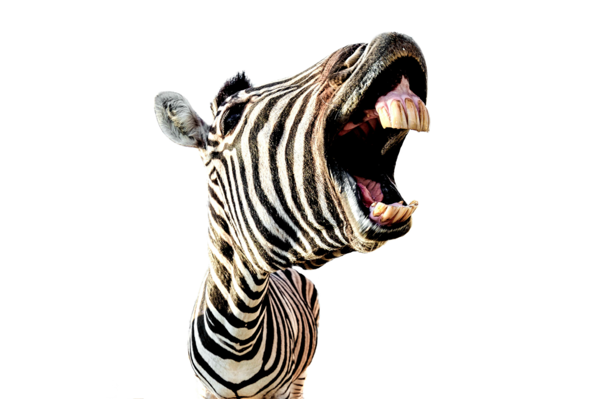 Bless Your Headlines, America: Ed the Zebra Galloped Into Our Hearts—and a Helicopter Image