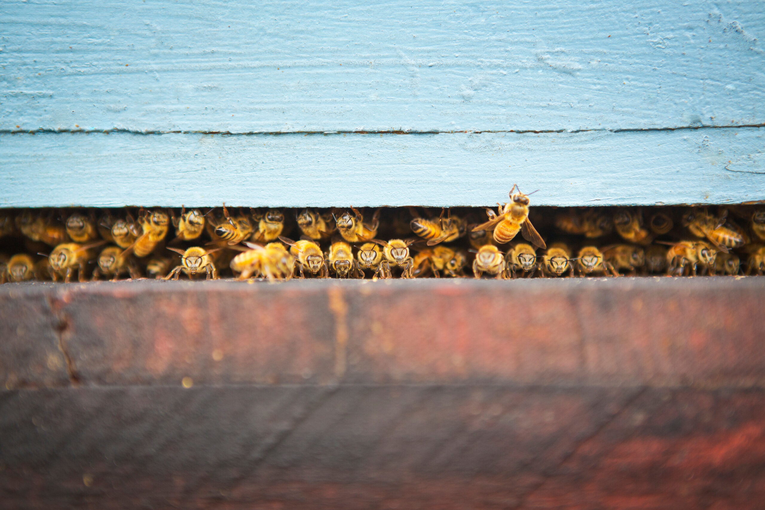 250 Million Bees Break Free in Wild Washington Truck Flip – Here’s Why You Should Care Image