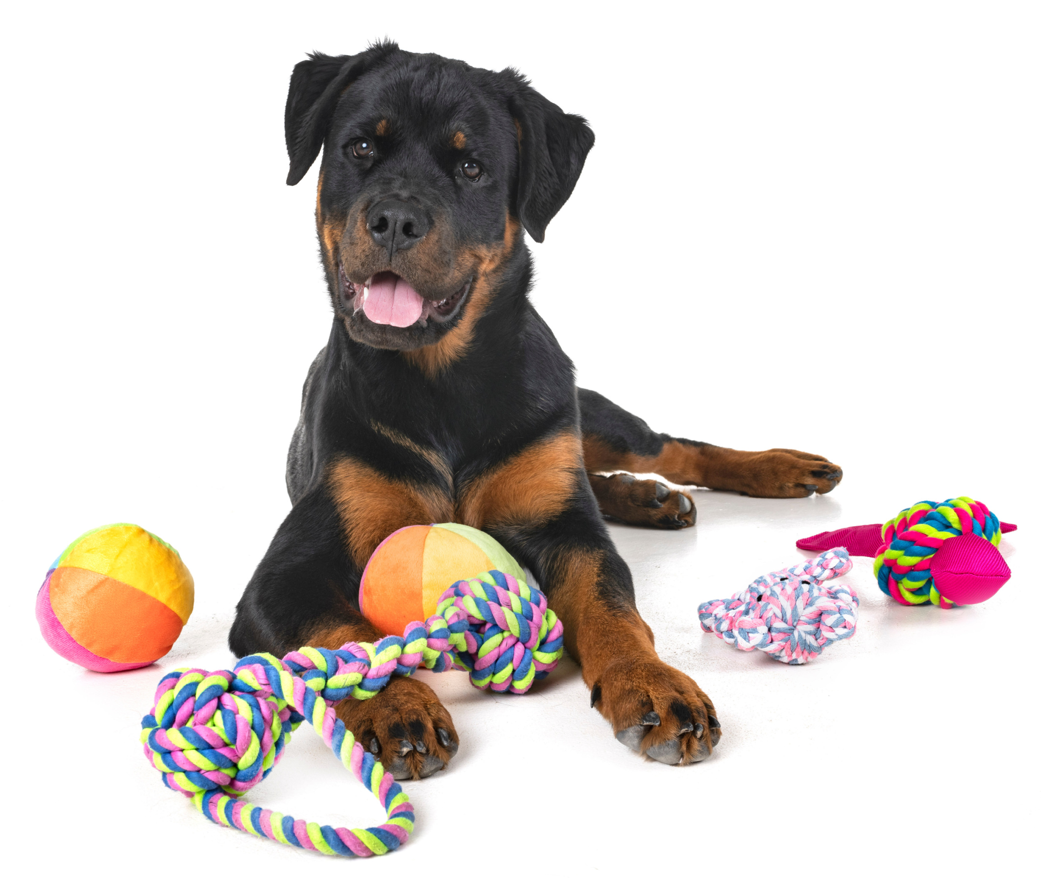 Drowning in Dog Toys? The Surprising Link Between Squeaky Chaos and Bad Behavior Image