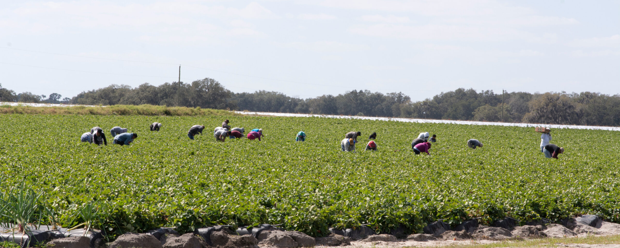 “Sheer Panic” on the Farm: ICE Raids Trigger Labor Crisis Across U.S. Agriculture
