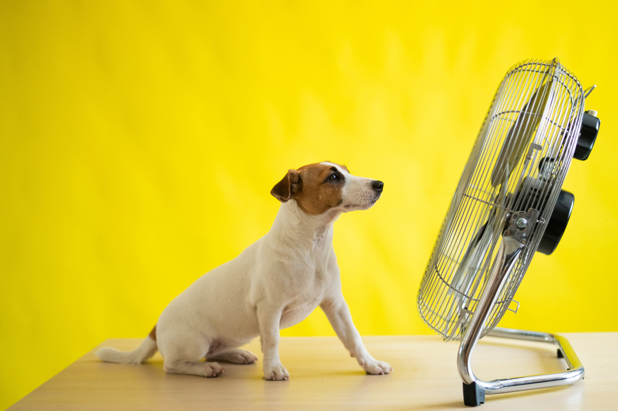 Hide, Seek, and Stay Cool: Dog Games for Hot Days Image