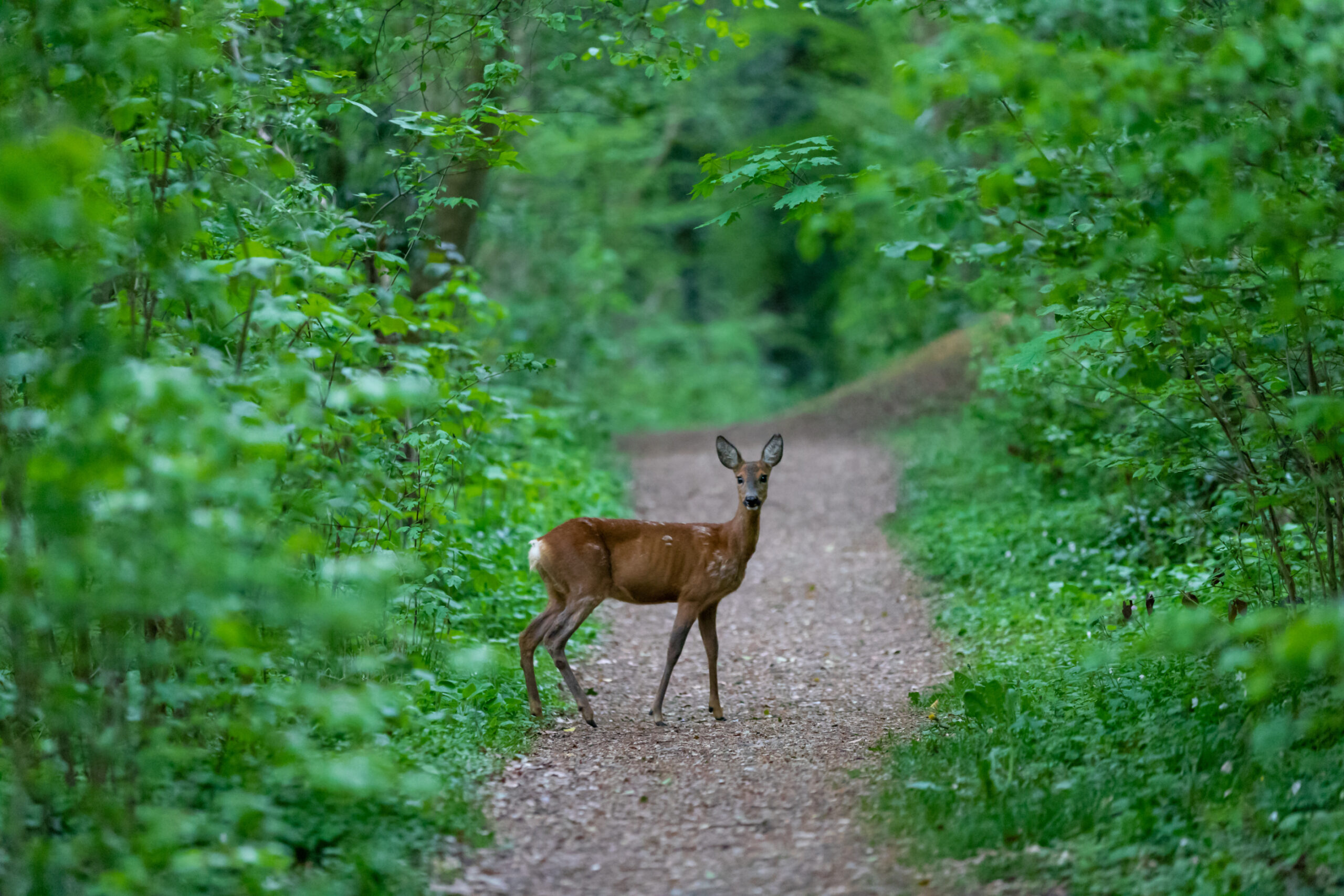 WI Sen. Patrick Testin and Rep. Tony Kurtz Lead Effort to Reform Knowles-Nelson Stewardship Program Image