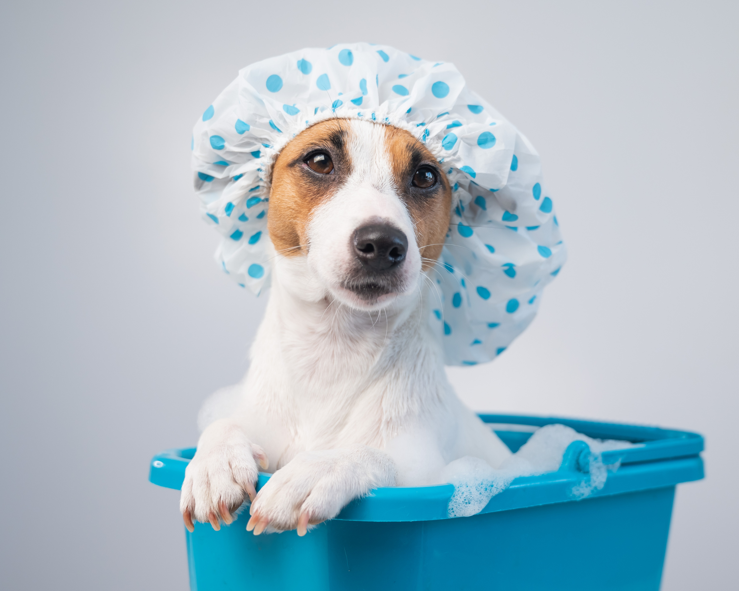 The Dirty Truth: Skipping These Grooming Steps Could Be Hurting Your Dog Image