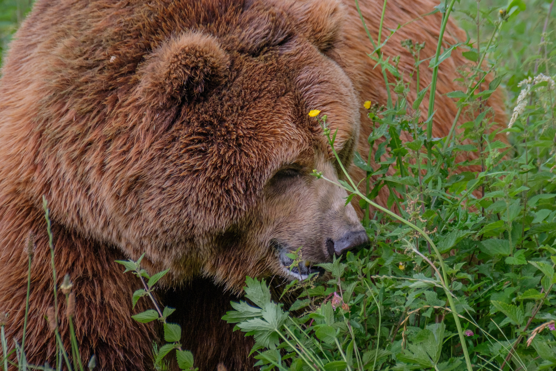 Bless Your Headlines, America: A Bear with Bling and the Dental Drama We Didn’t Know We Needed Image