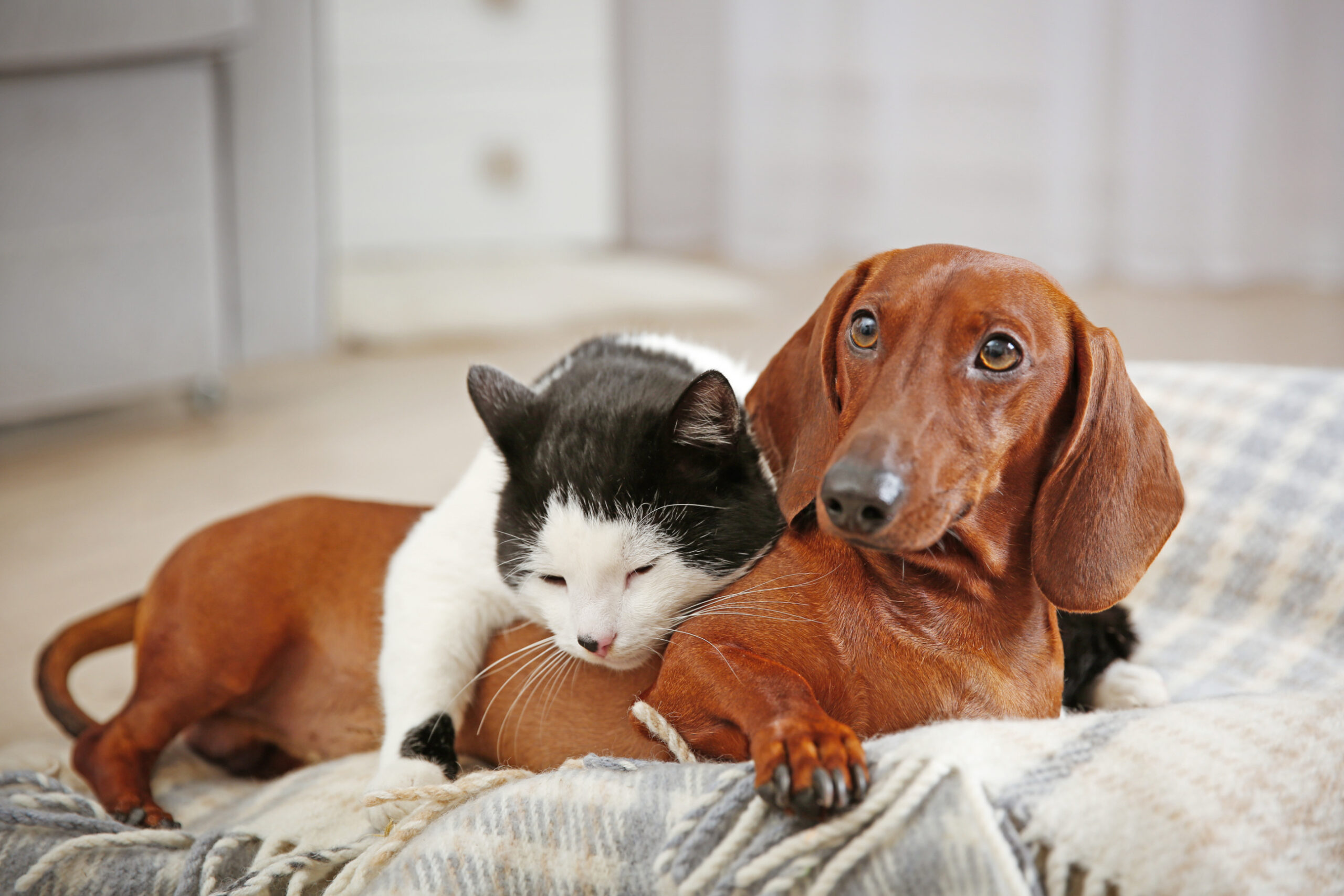 Paws for Thought: Cats and Dogs May Help Slow Cognitive Decline, Study Finds