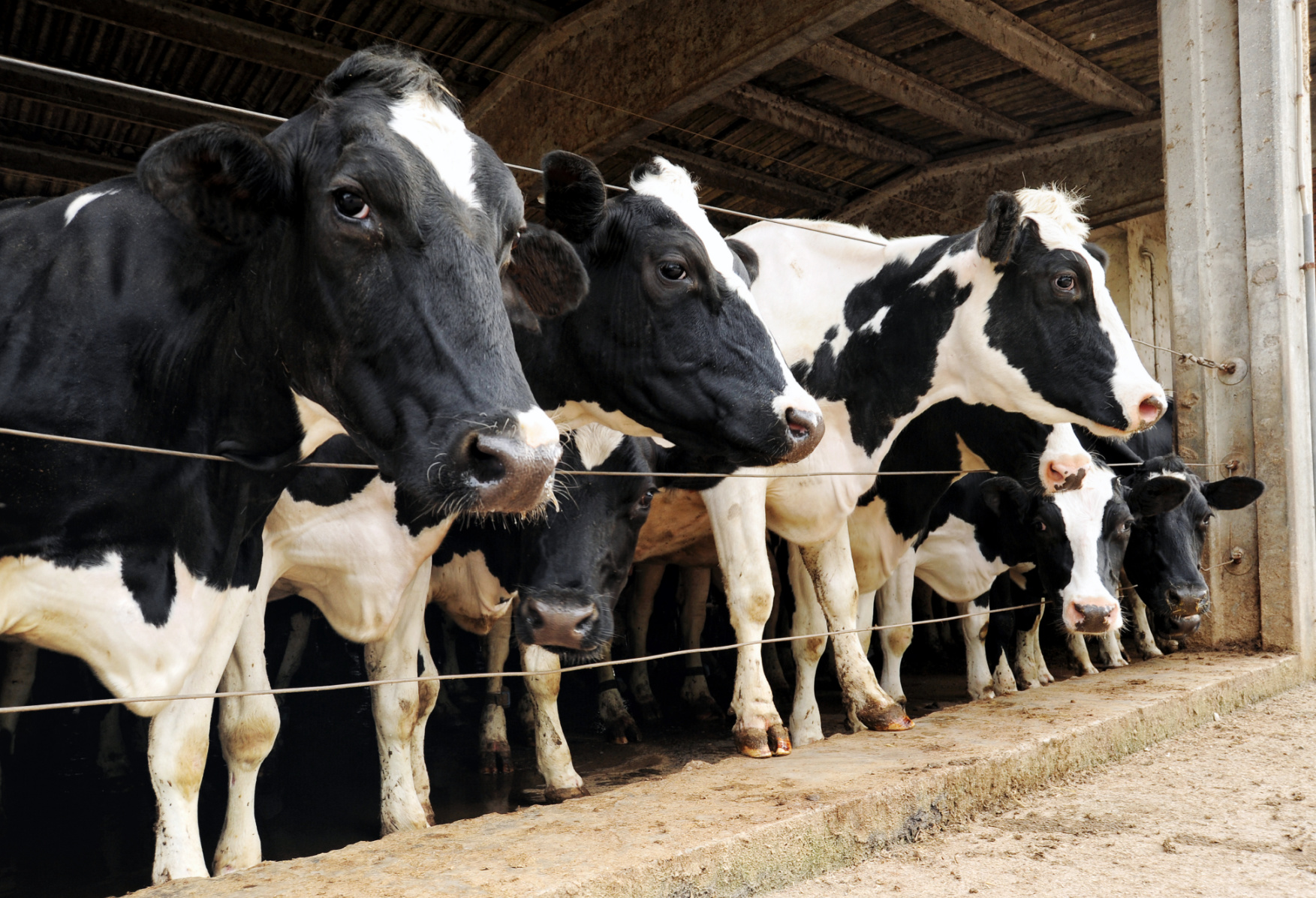 Bovine & Beyond: Michigan State Bets Big on a Dairy-Fueled Future Image