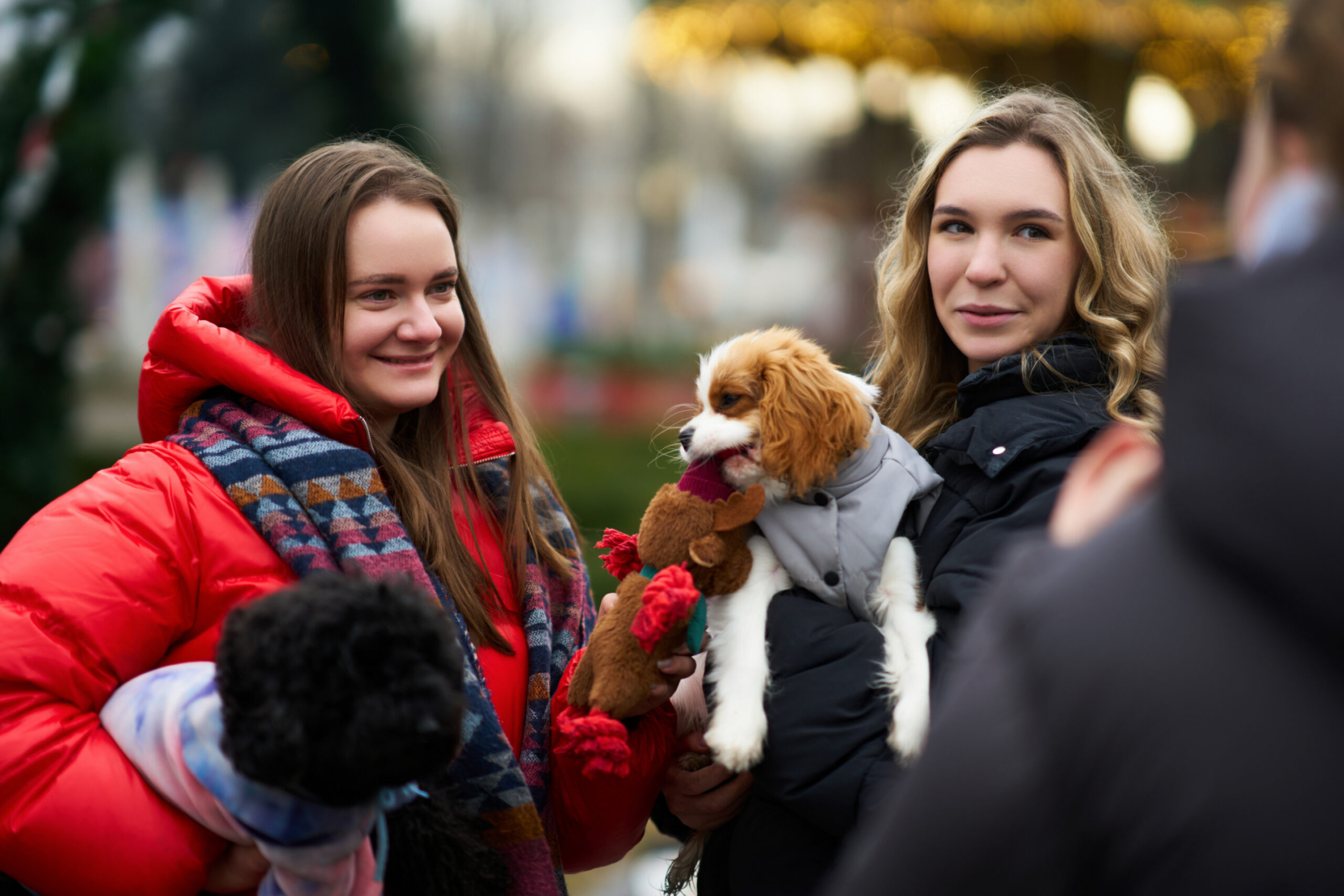 It’s Not the Dogs—It’s the People: Why Dog Parks Are a Recipe for Trouble Image
