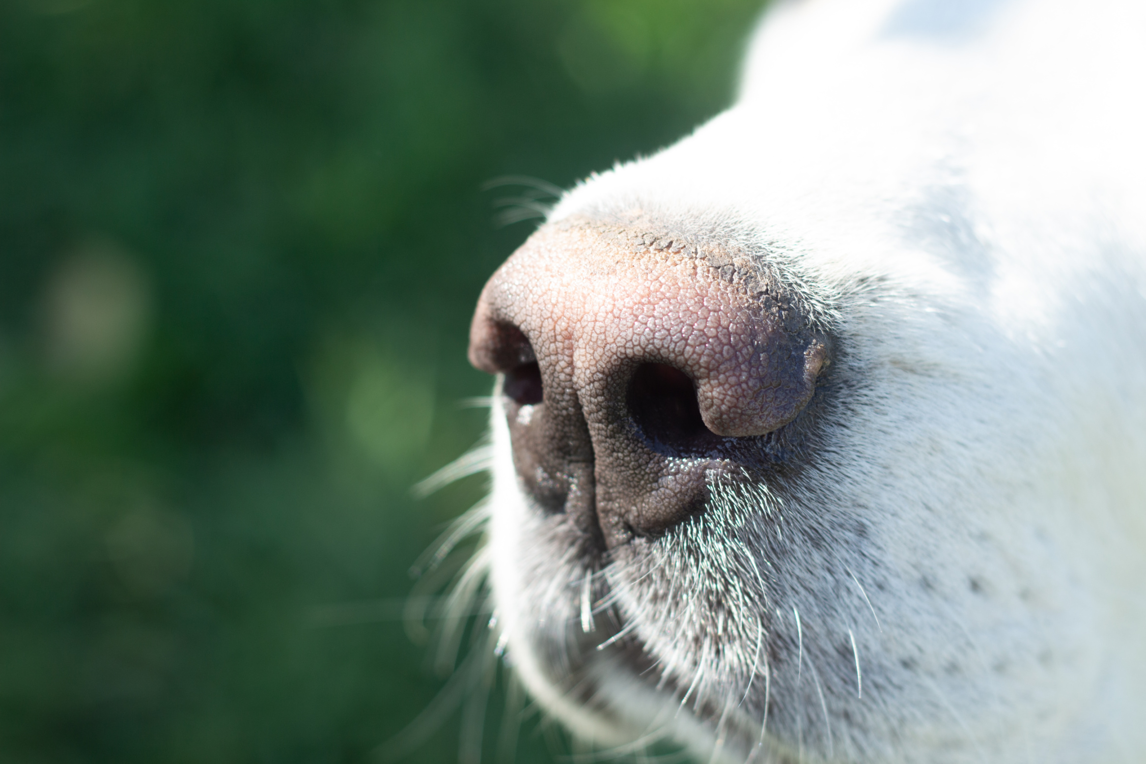 Respect the Snout: The Science Behind a Dog’s Powerful Sense of Smell