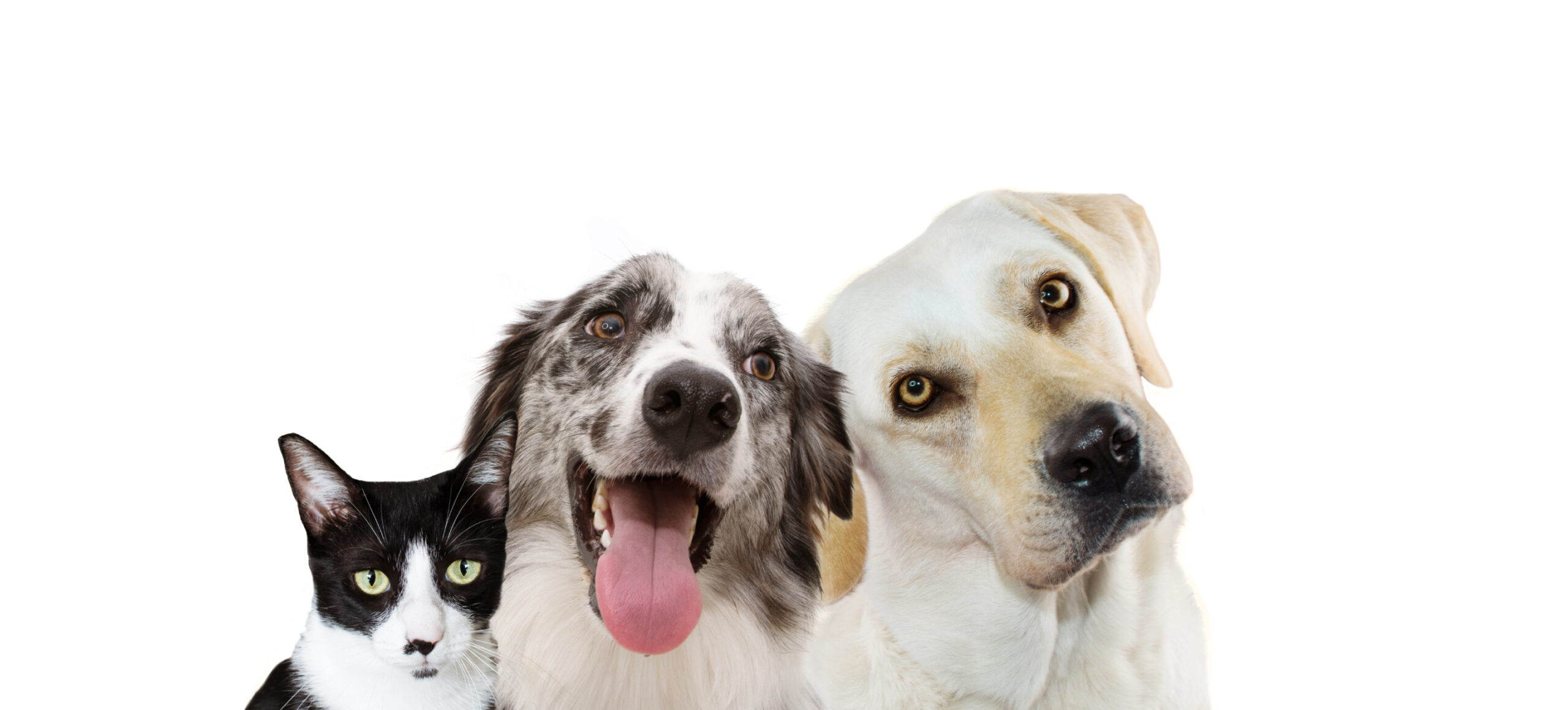 More Than a Pet: The Case for Companionship as a Prescription for Healthy Aging Image