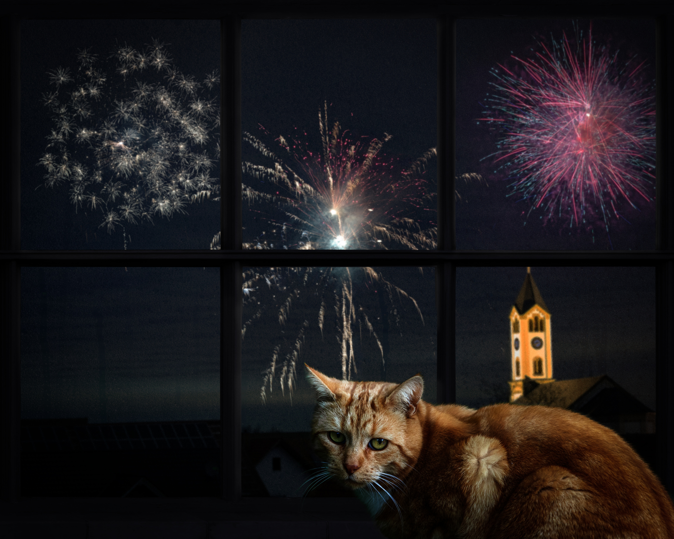 Noise, Lights, Panic: Why Fireworks Aren’t Fun for Everyone