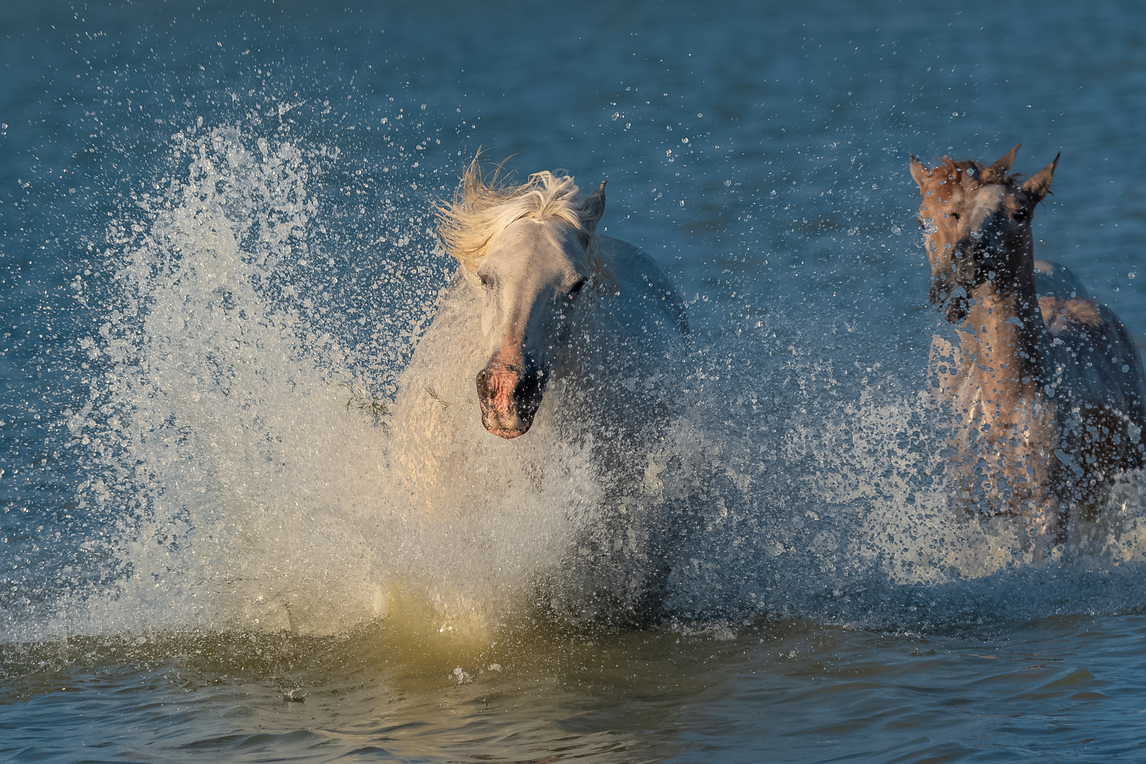 Bless Your Headlines: A Stampede of Sentiment for the 100th Chincoteague Pony Swim Image