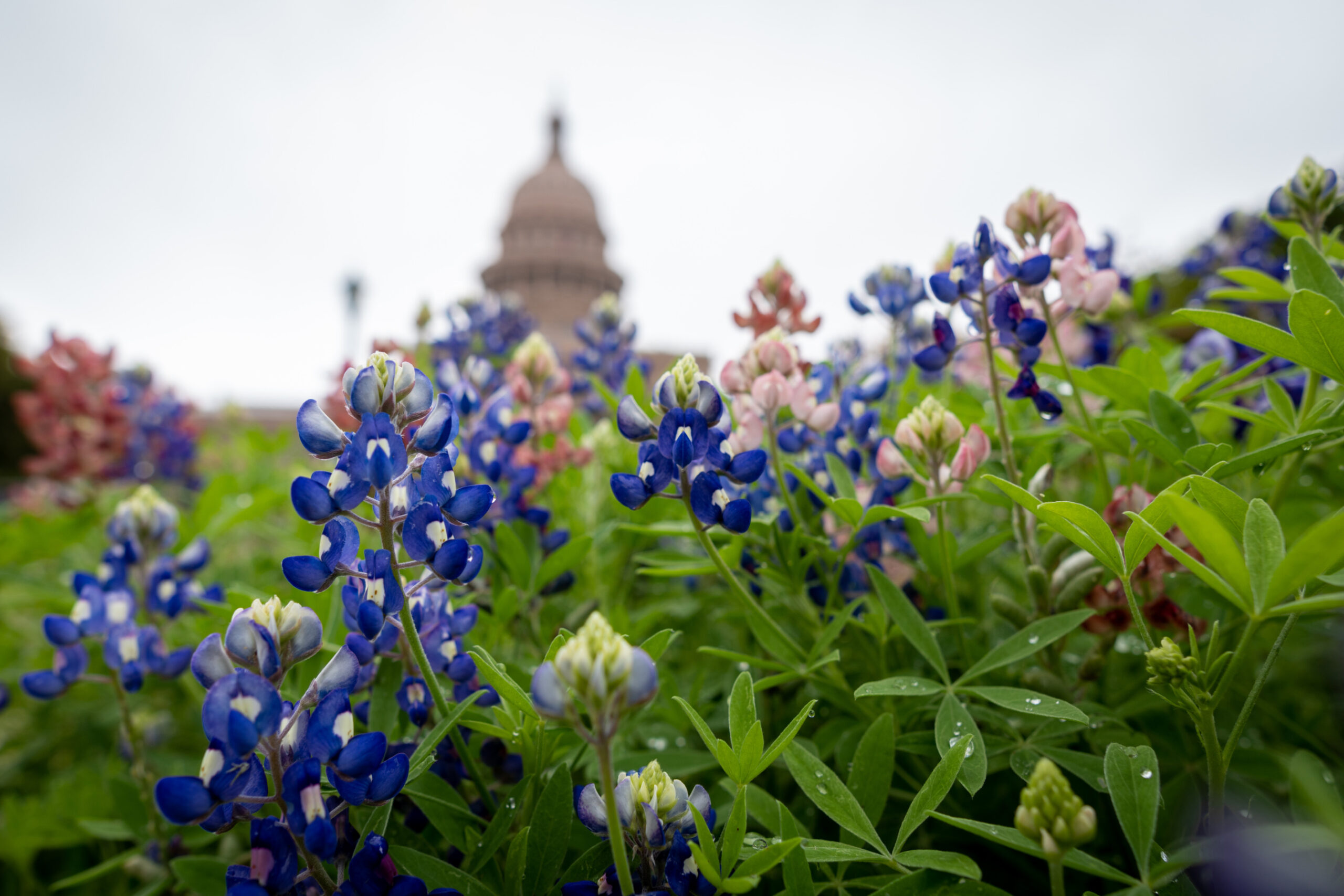 ‘Bounty Hunter’ Bill? Texas Democrats Call New Abortion Pill Lawsuit Bill a ‘Transgression’ Image