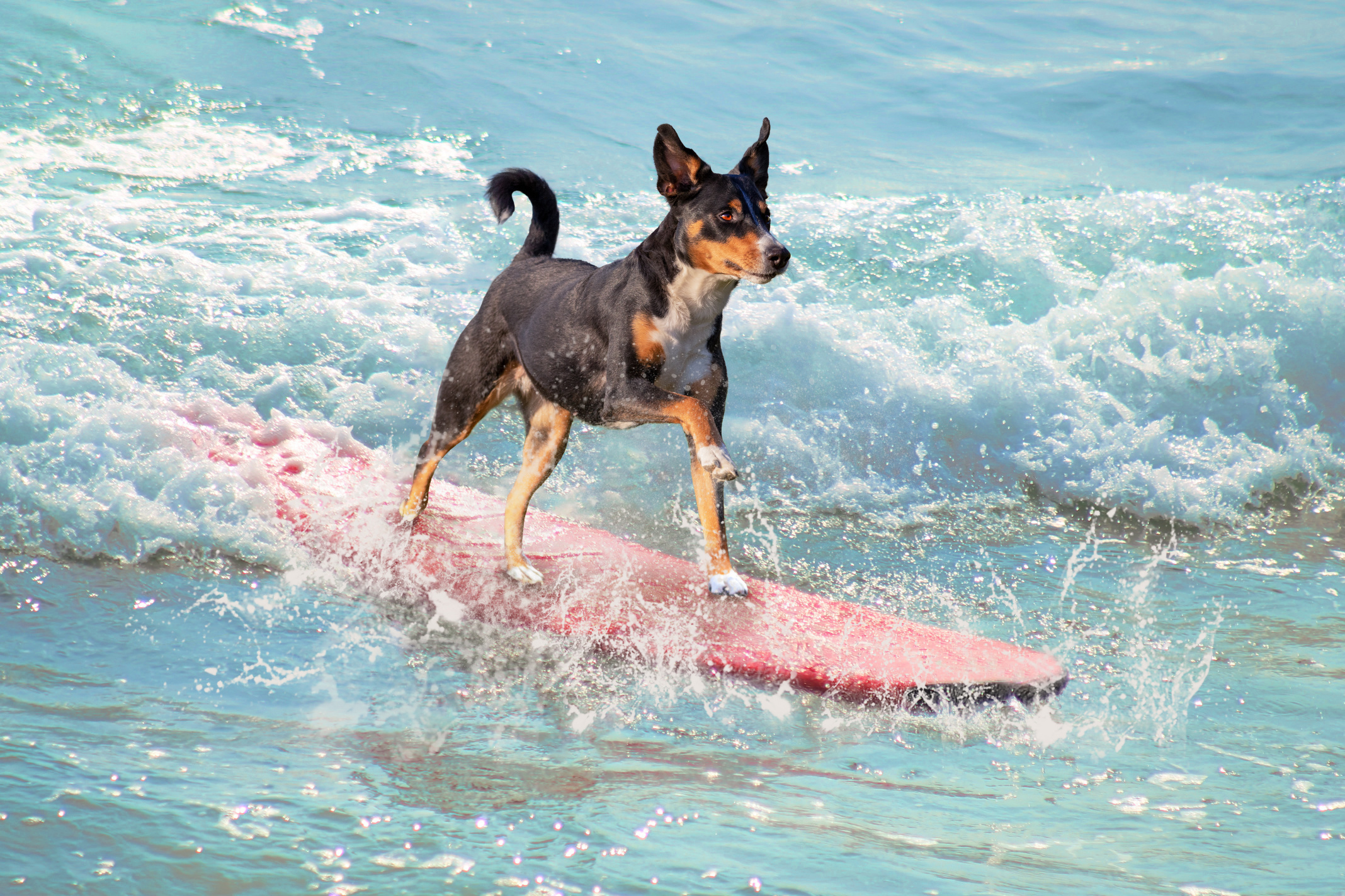 Bless Your Headlines: Surf’s Pup! The Dogs Are Doing It Better Than We Are Image