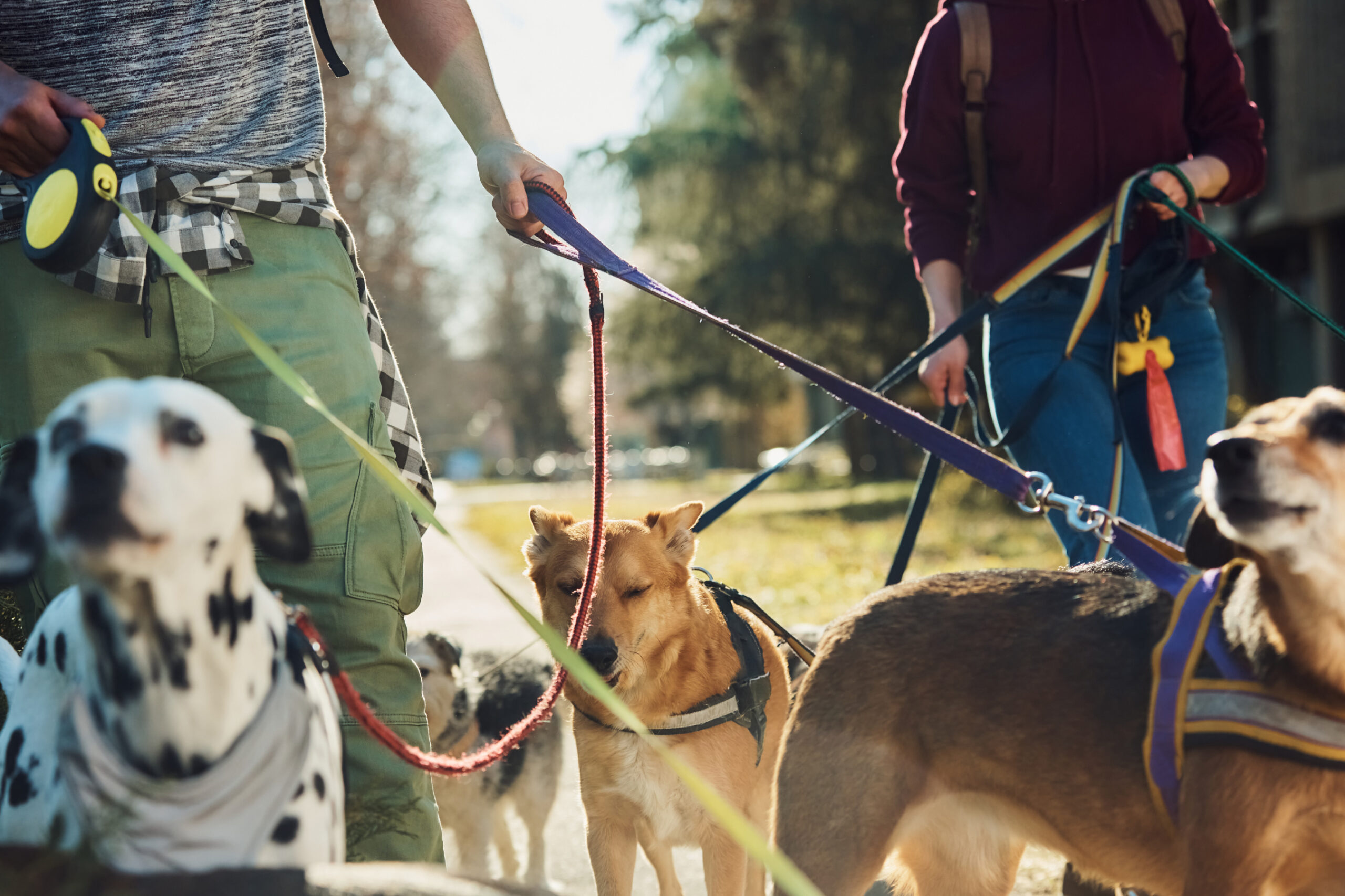 Dog Walker Watch? The Crime Prevention Program You Didn’t Know You’re Already Part Of Image