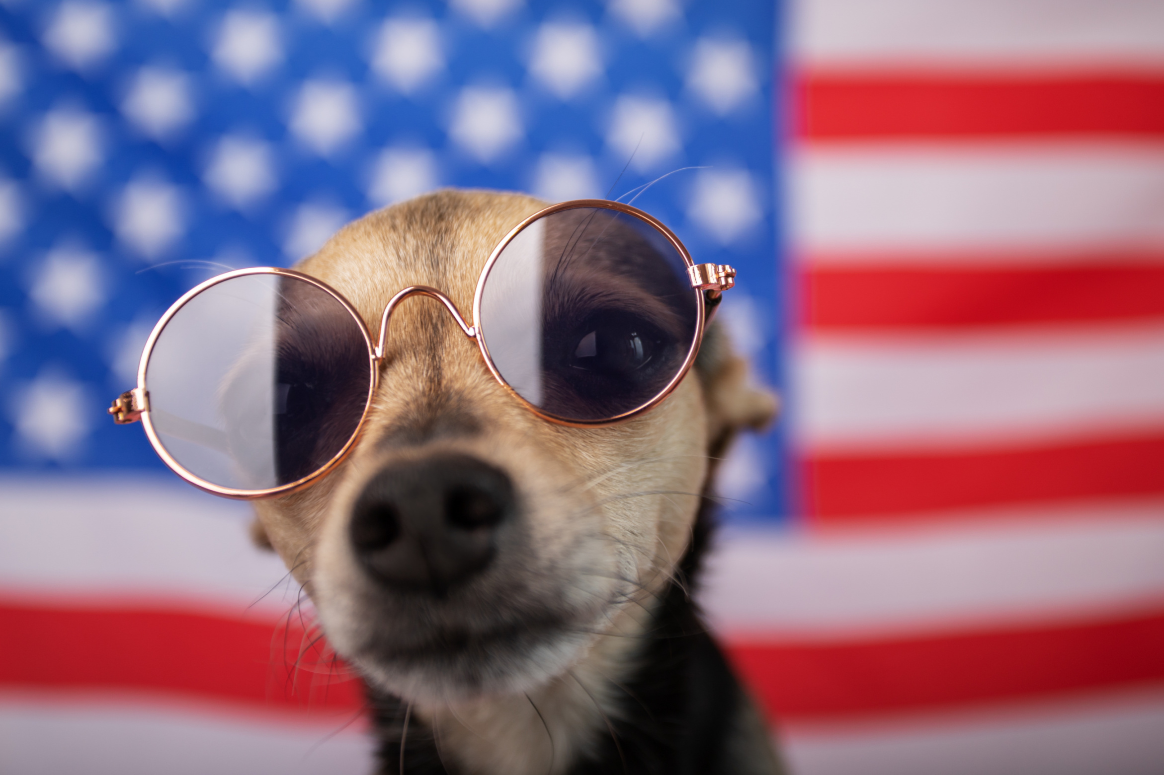 Why Every Day Should Be Dog Day Image