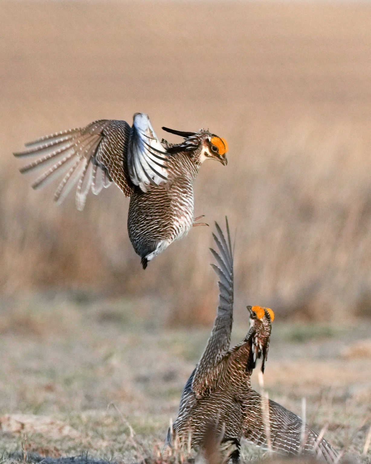 Prairie-Chicken ESA Rule Vacated, Seen as Win for Property Rights and Energy Image