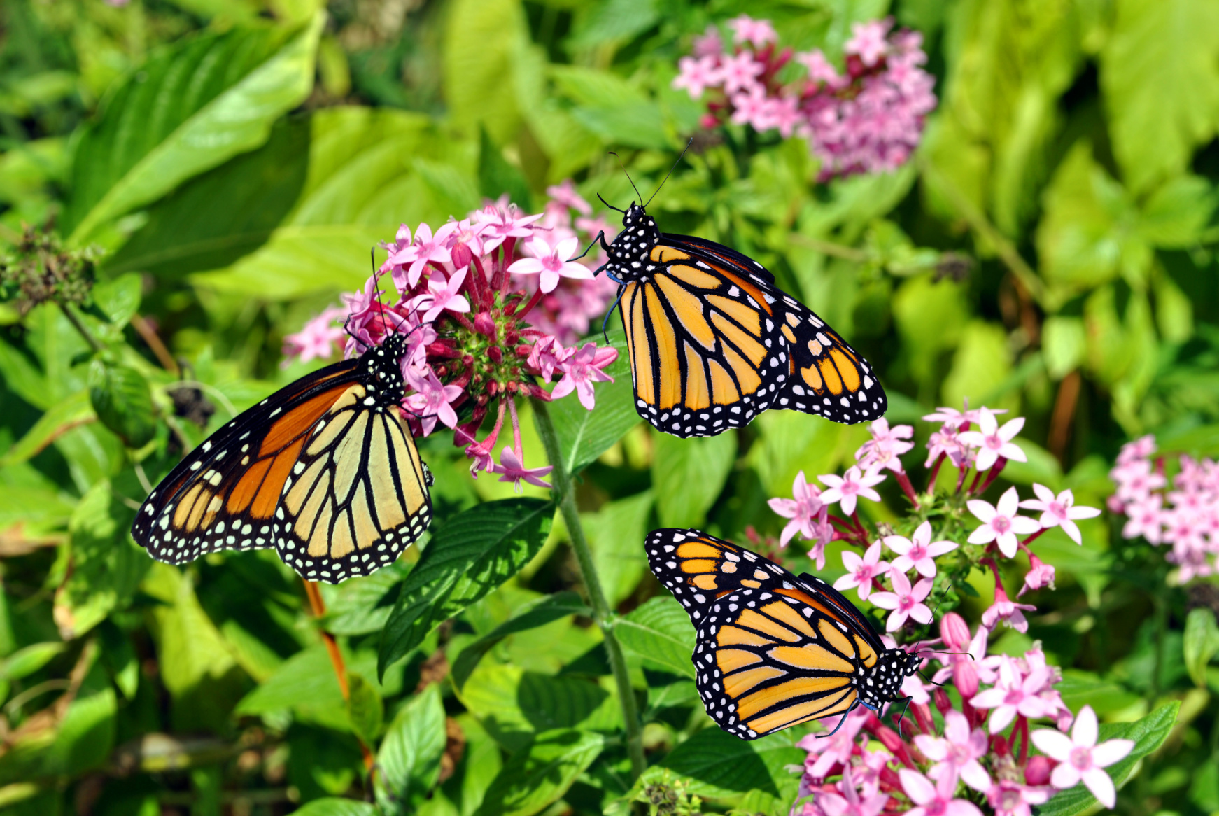 Did You Know Monarchs Return to the Same Forests Each Year? Image