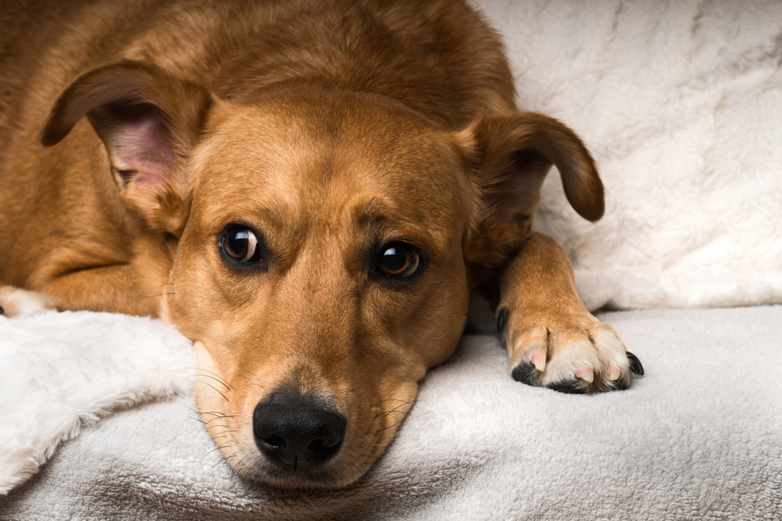 Pandemic Puppies and Beyond: Tackling Stress in a Changing World Image