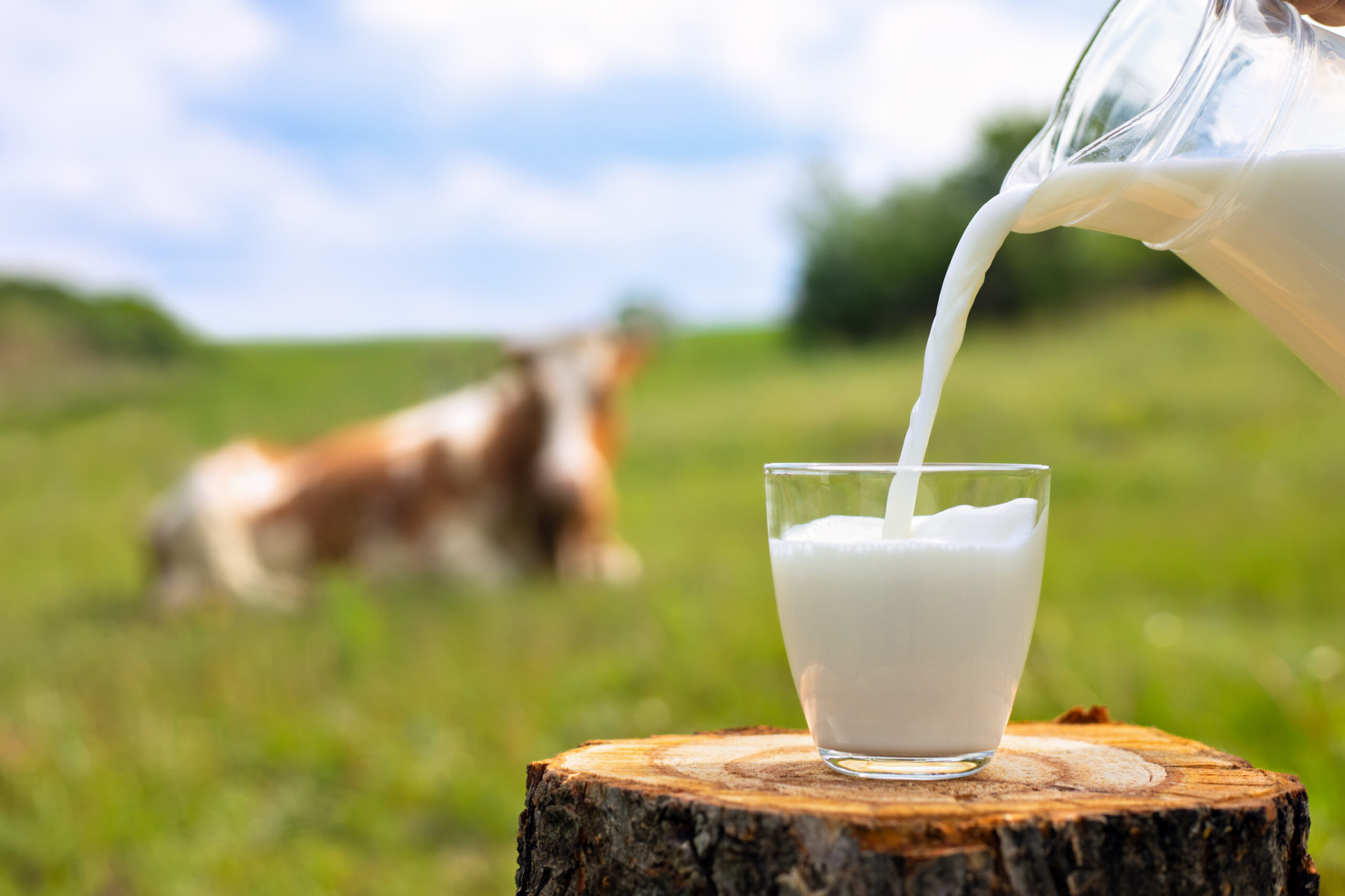 Dairy Myths Debunked: What Your Body Really Needs to Thrive Image