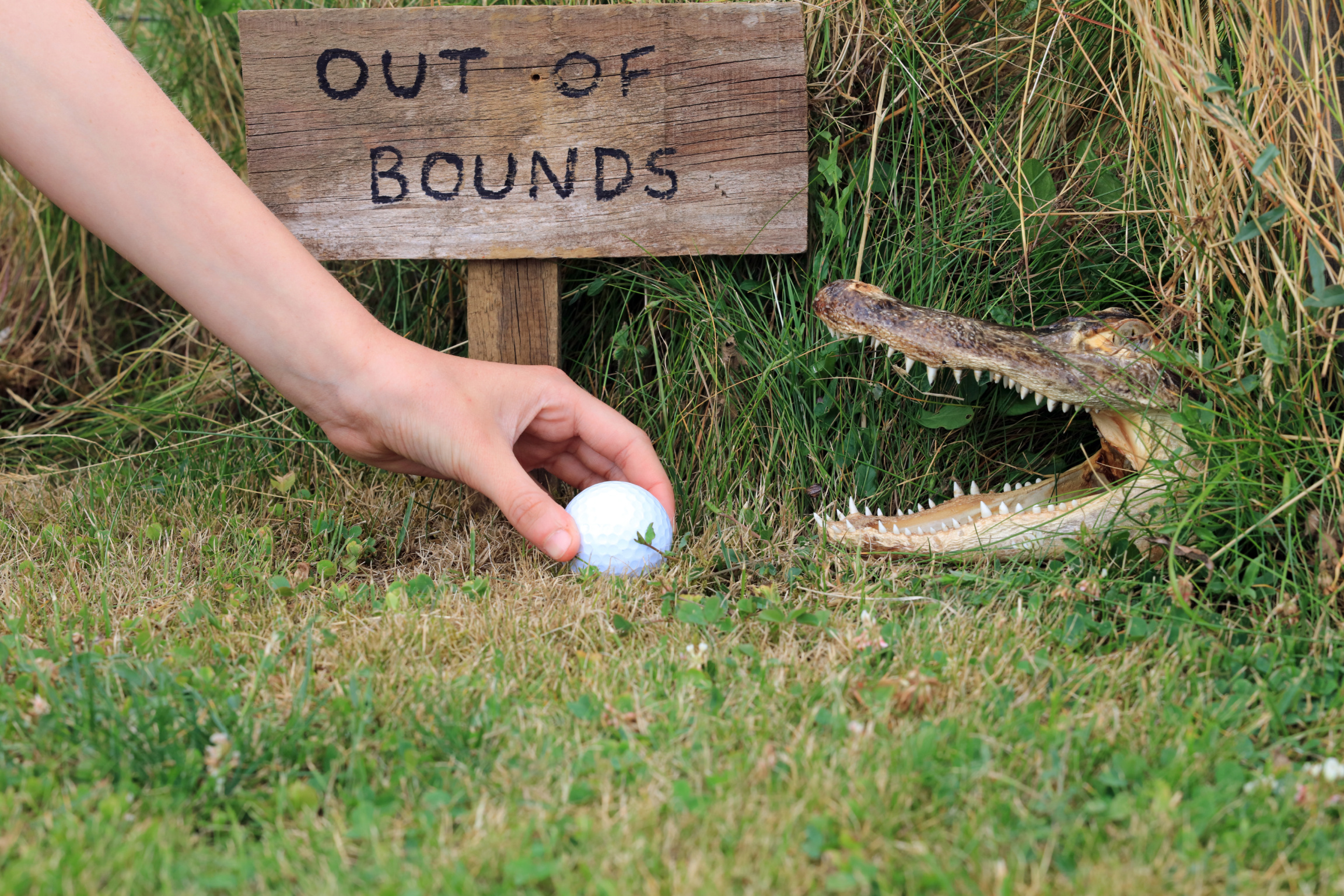 Bless Your Headlines: Golf, Gators, and the Glory of Staying Calm Under Pressure Image