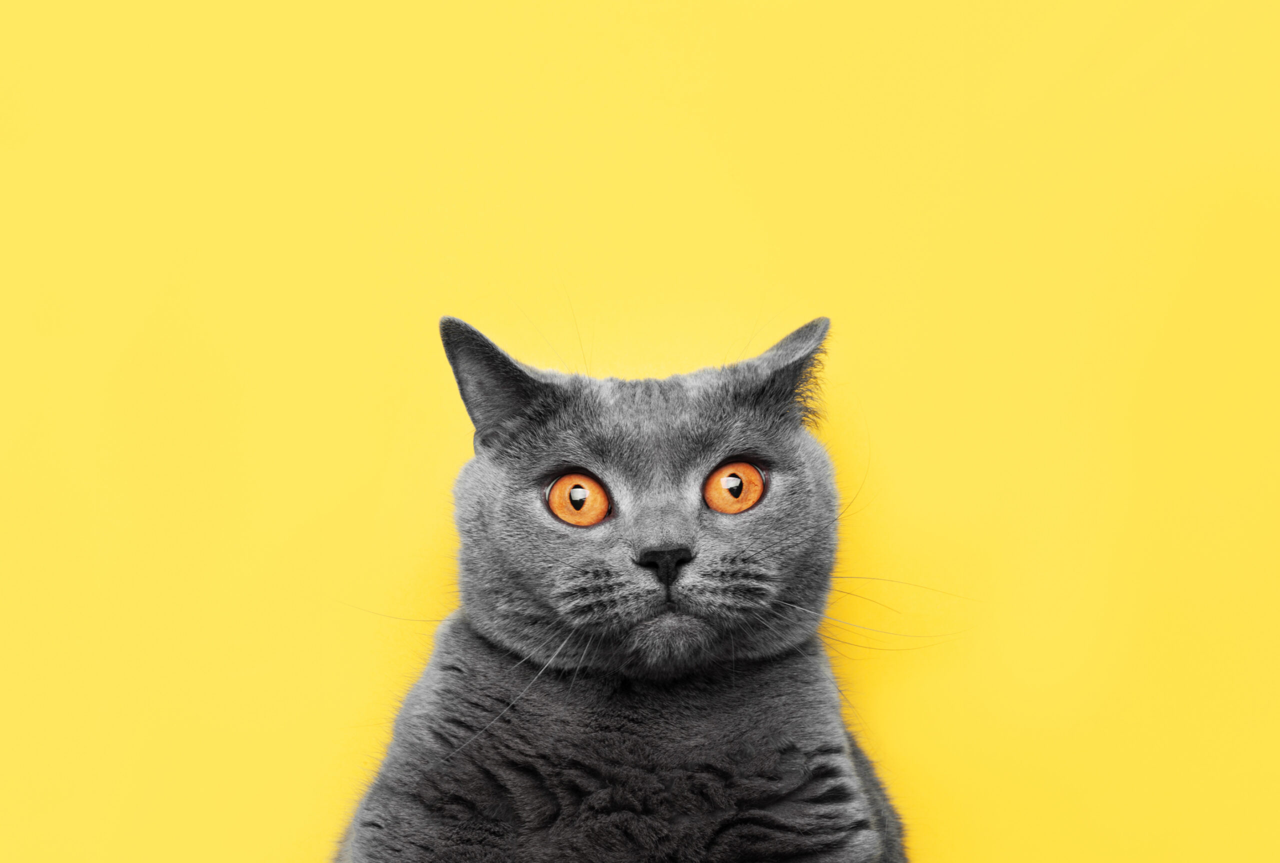 Bless Your Headlines: Purrfect Ending for a Traveling Cat Image