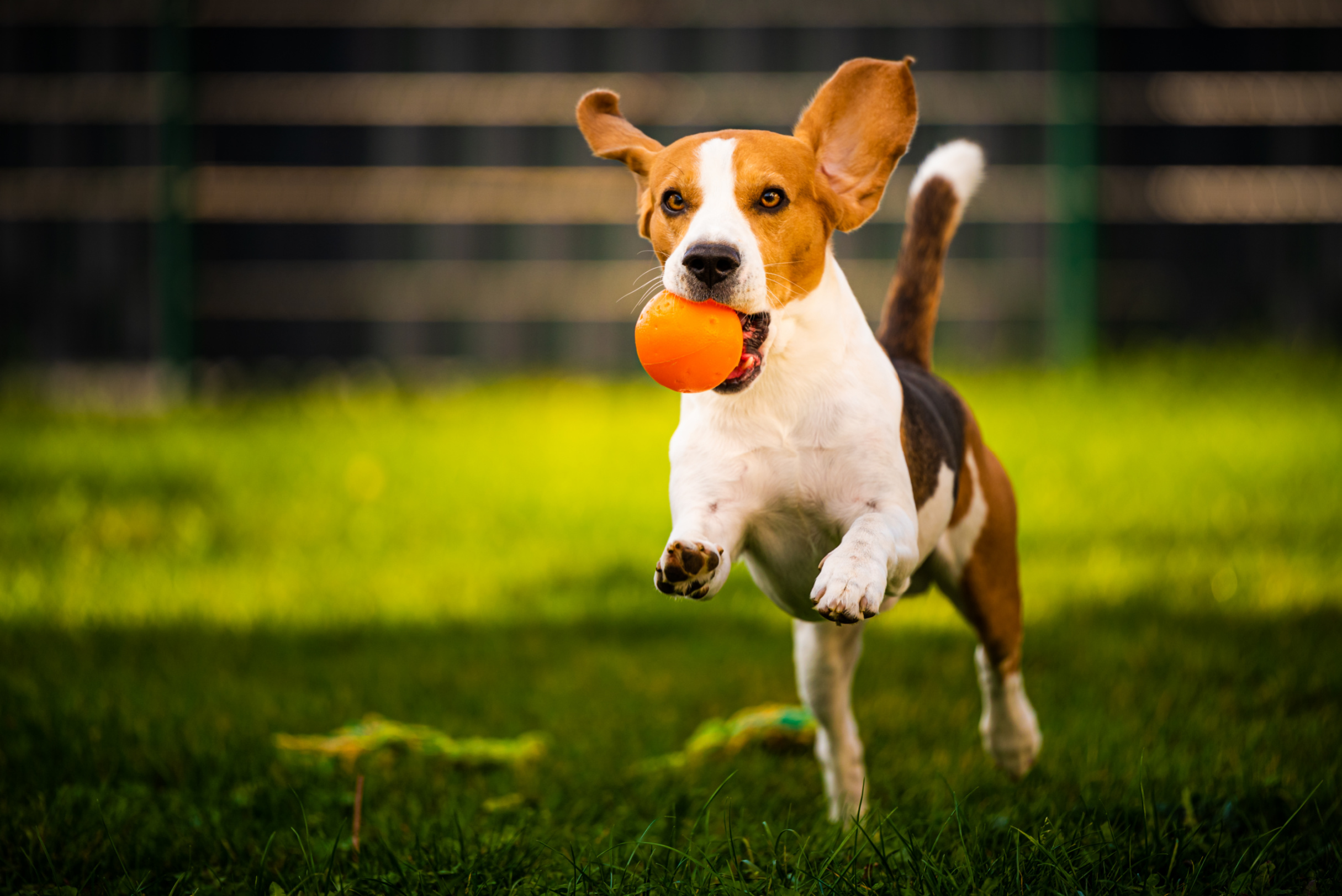 Why Play Isn’t Optional for Your Dog — It’s Essential Image