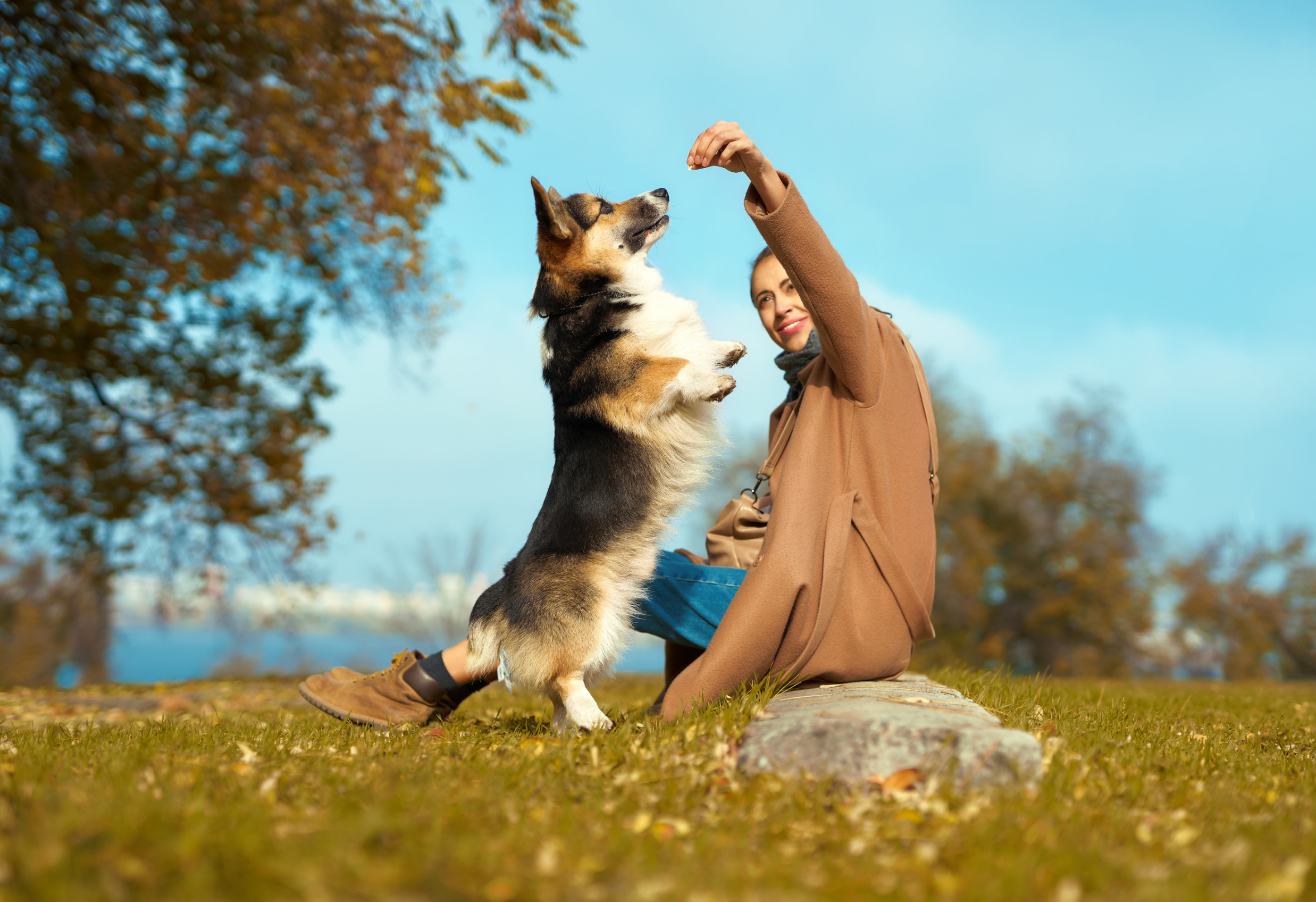 Training the Whole Dog: Why a Holistic Approach Matters Image