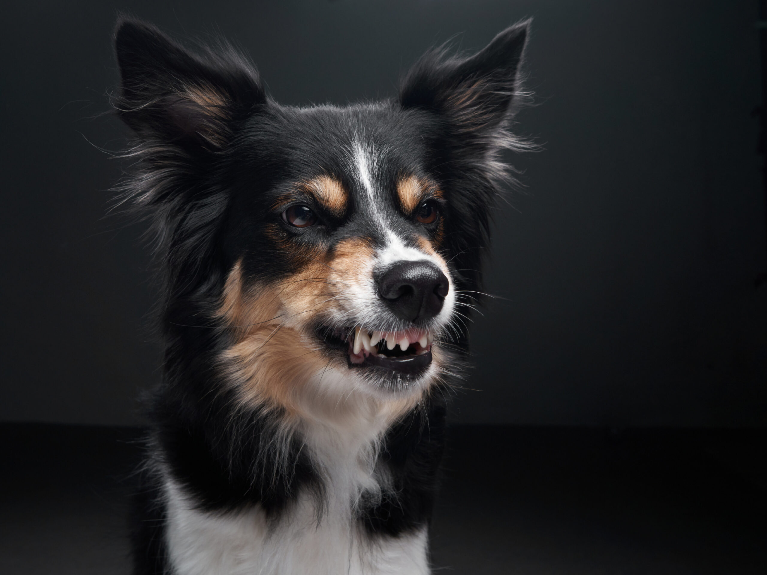 My Dog’s Friendly! The Most Unfriendly Thing You Can Say… Image