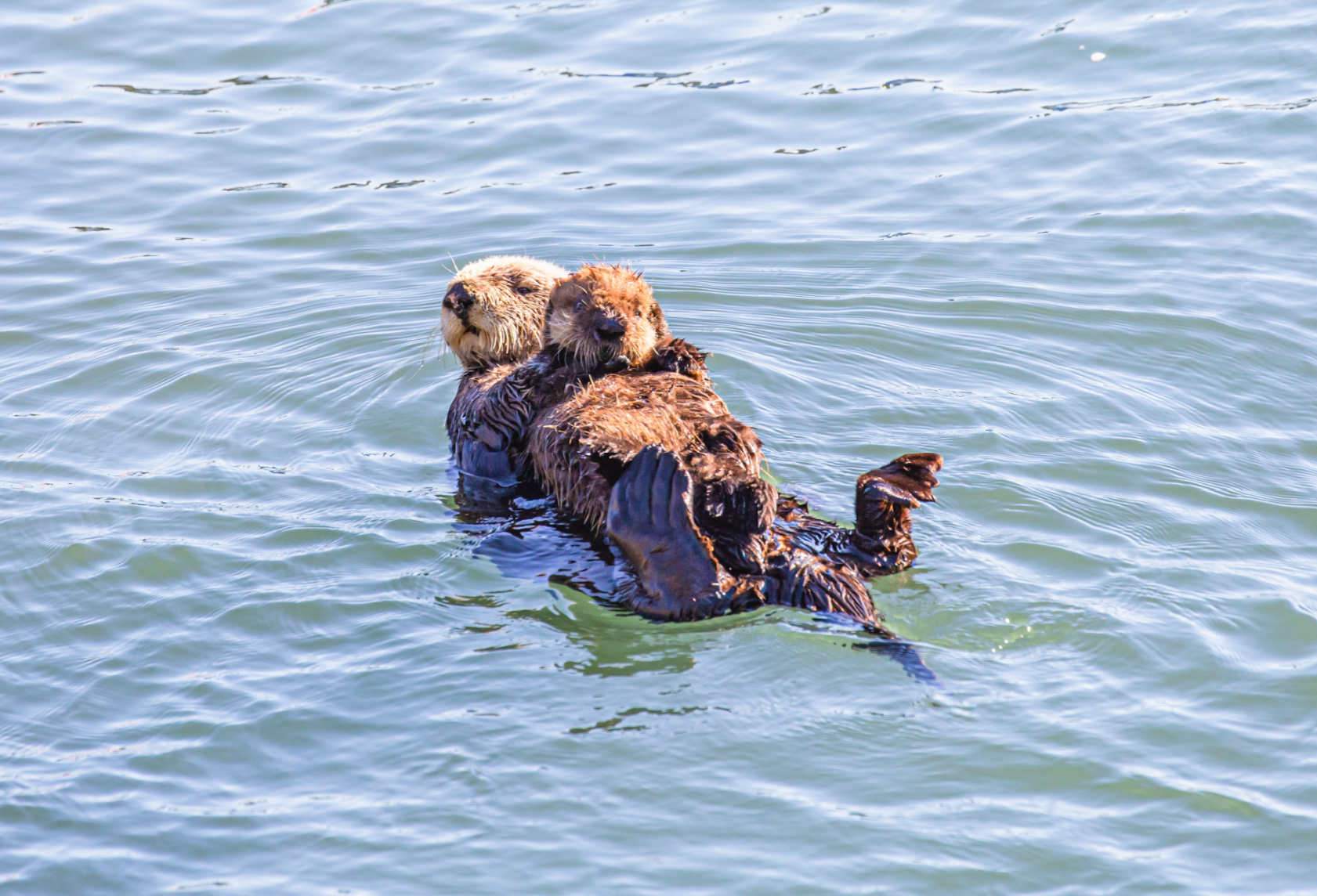 Bless Your Headlines: The Otter Edition Image