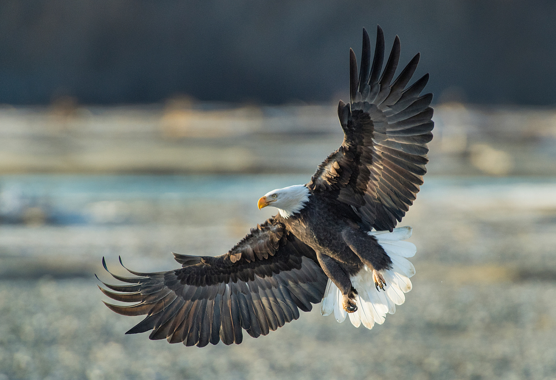 Bless This Bald Eagle Image