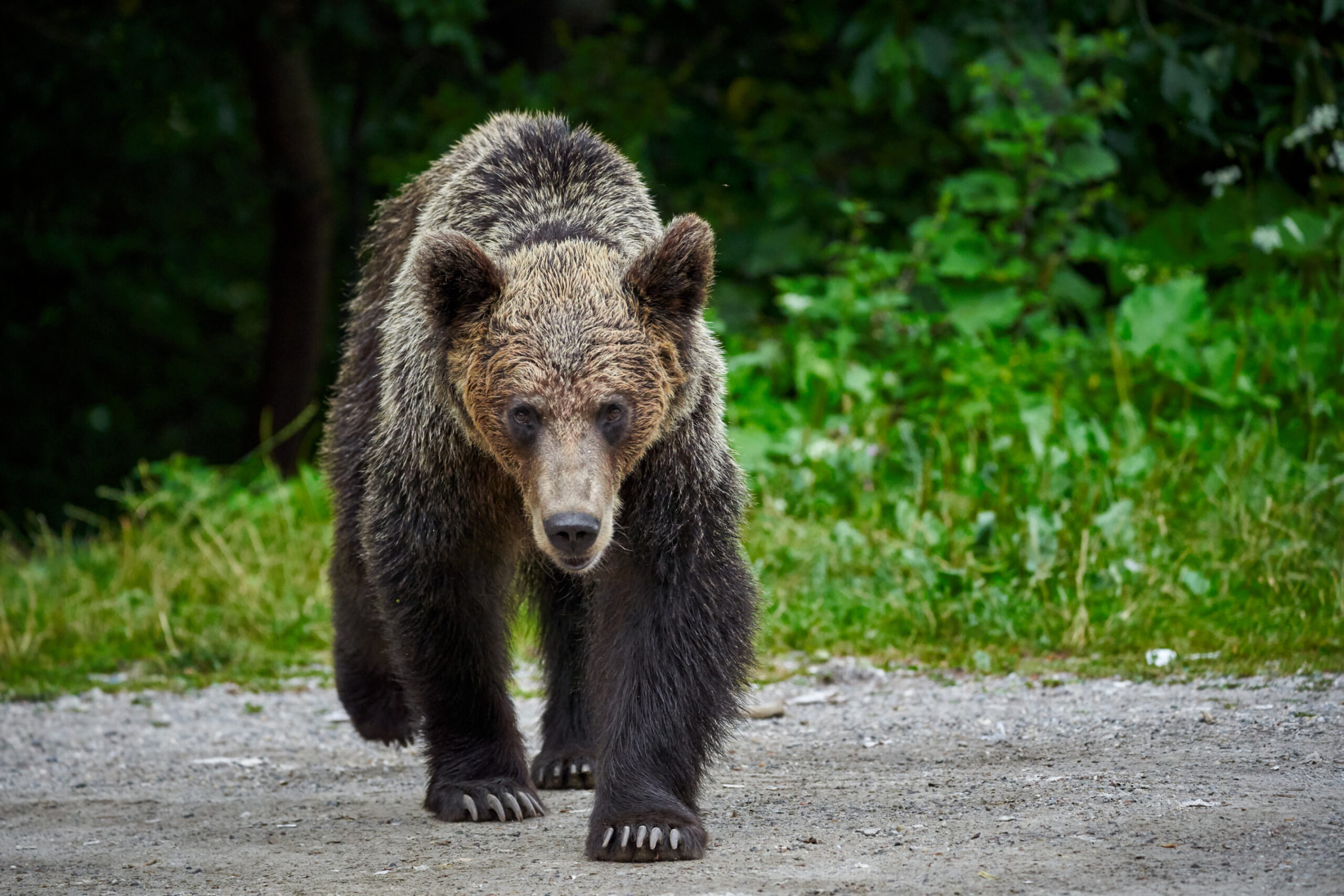 Hero Teachers Stop Grizzly Attack