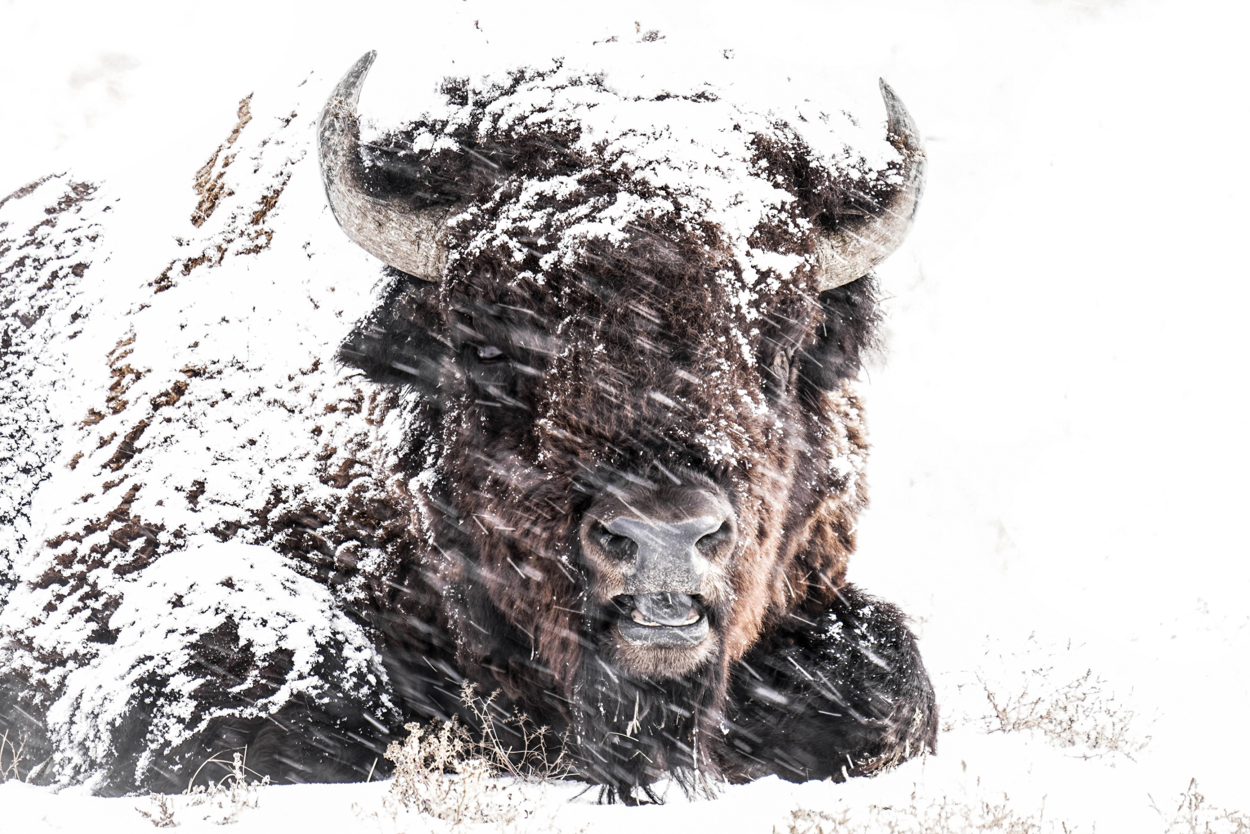 When Life Knocks You Down, Be the Buffalo Image