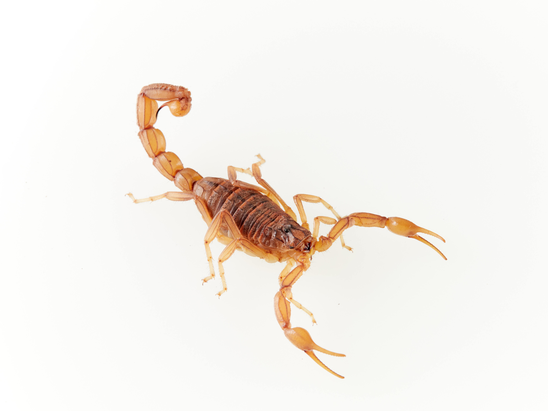 Scorpion Venom vs. Breast Cancer Image