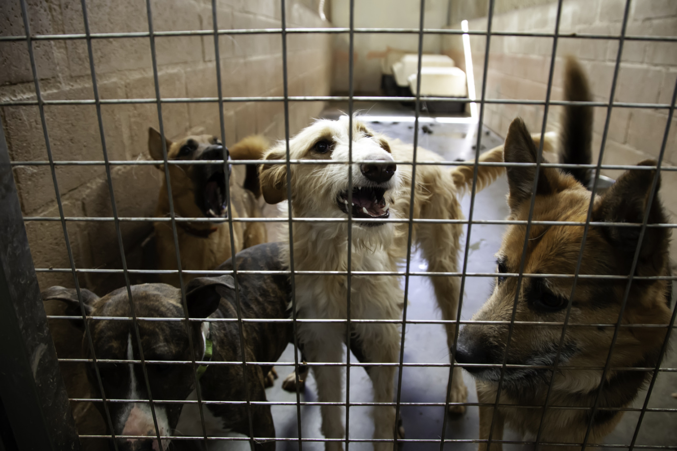 A Christmas Miracle for One Michigan Shelter Dog