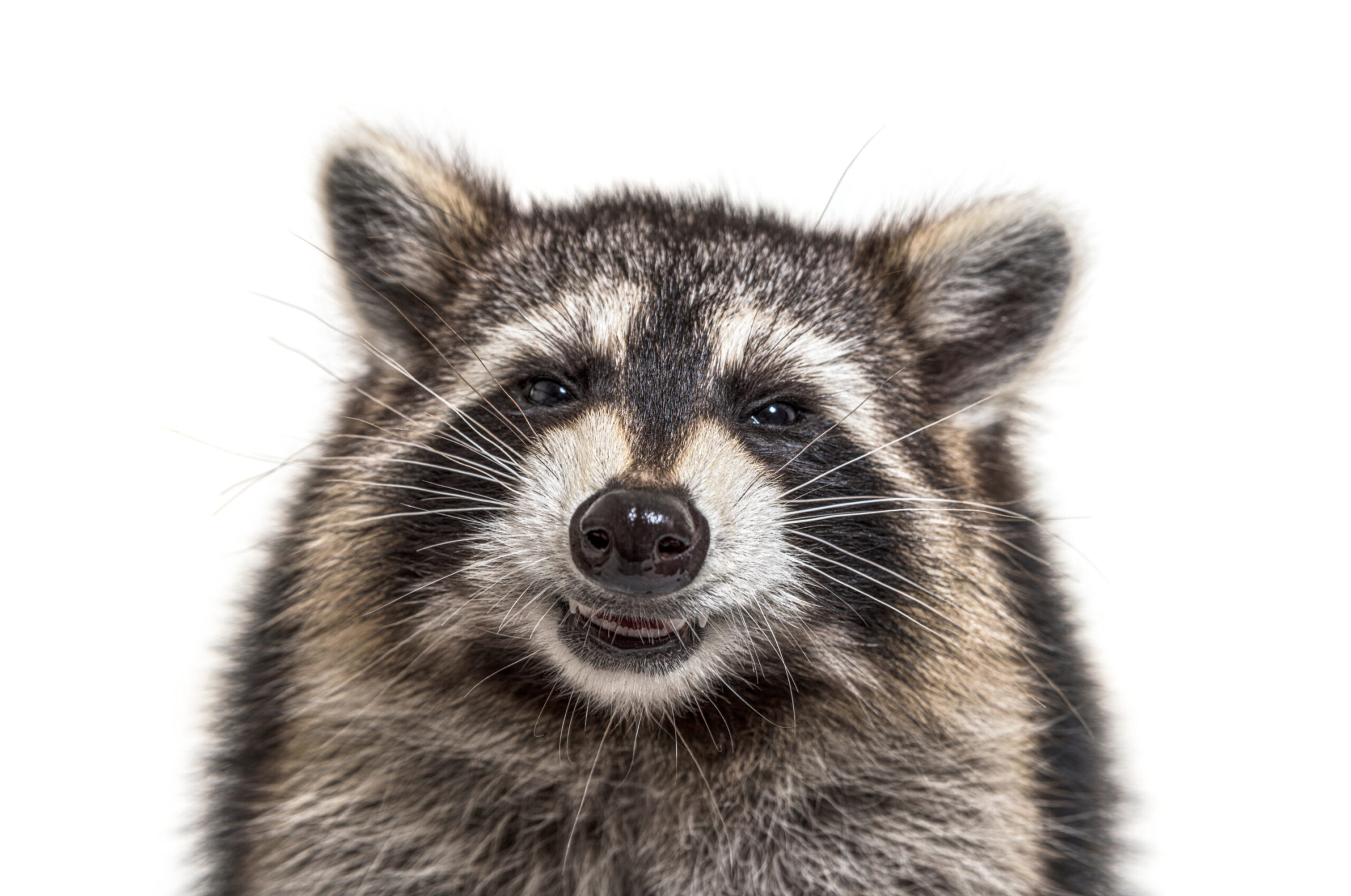 When the Raccoon Needed One More Round Image