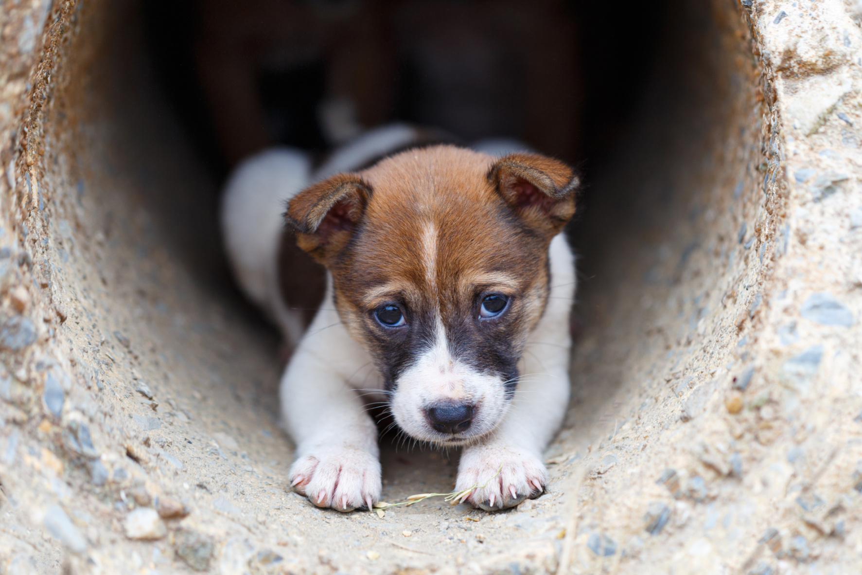 A Drone, a Puppy, and the Best of Community Image