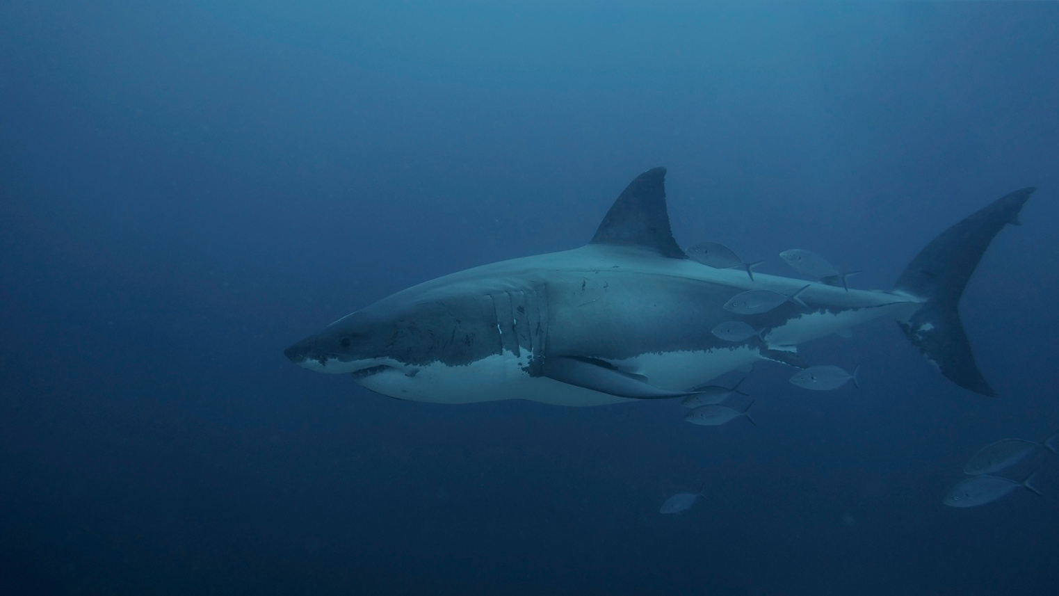 Largest Male Great White Shark Spotted Back in Florida Waters Image