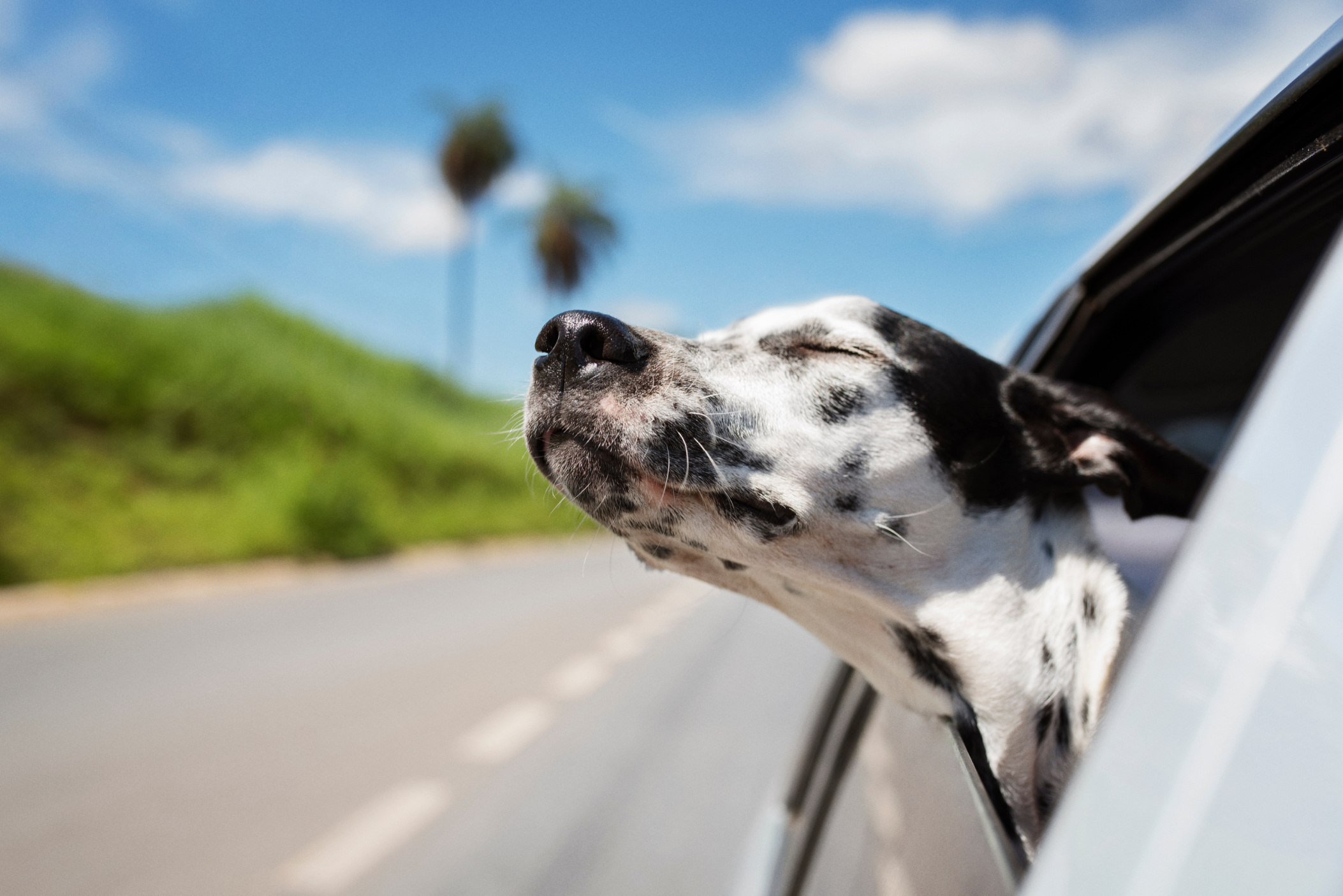 Rescue Dogs Ride Shotgun in Joyful Motorbike Photo Image