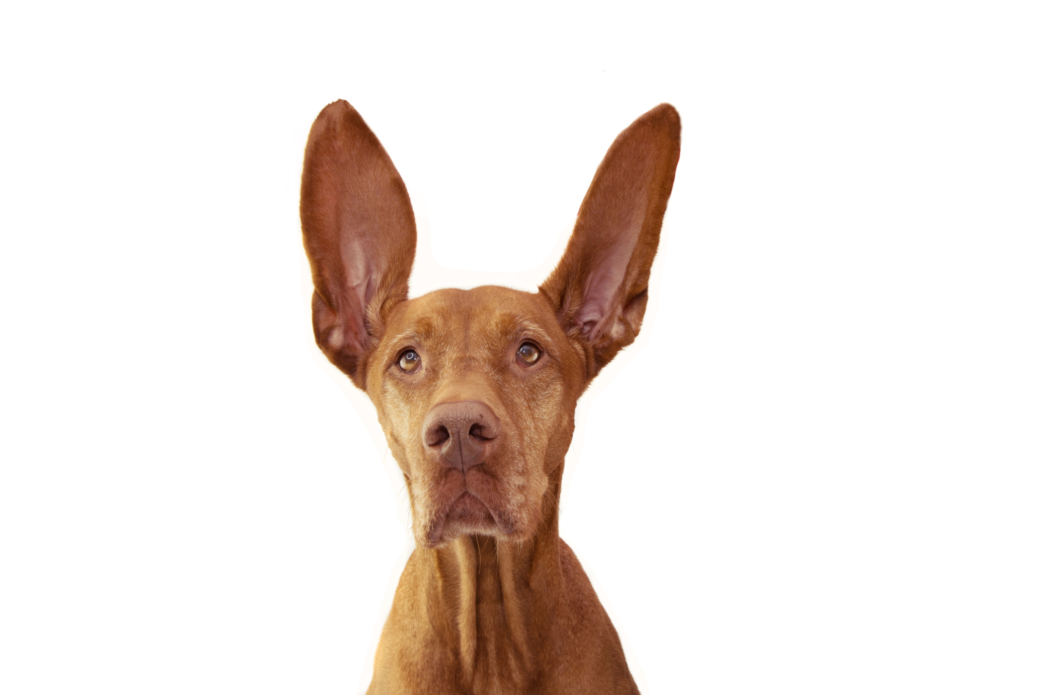 Some Dogs Can Learn Words Just by Listening, Study Finds
